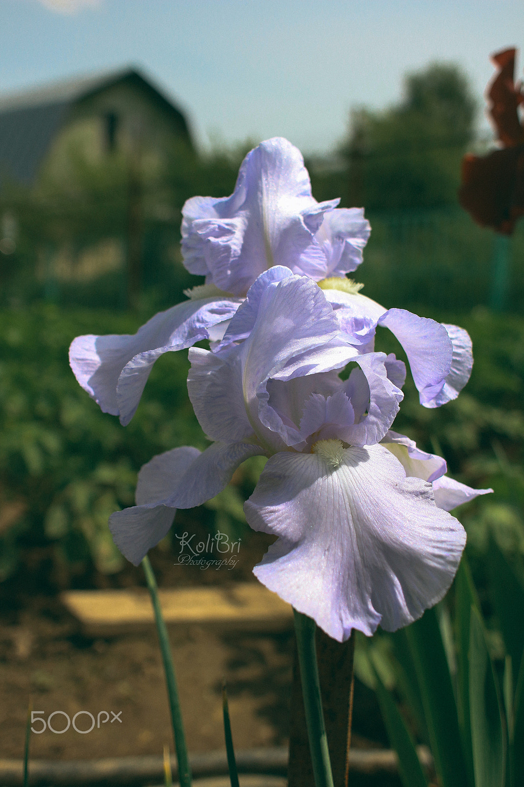 Canon EF 35-80mm f/4-5.6 sample photo. Delicate iris photography