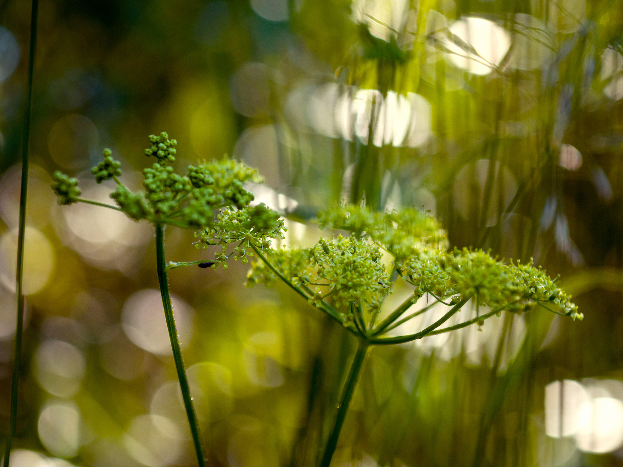 Olympus OM-D E-M1 + Sigma 60mm F2.8 DN Art sample photo. Floral photography