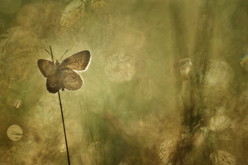 Sony ILCA-77M2 + Tamron SP AF 90mm F2.8 Di Macro sample photo. Butterfly photography