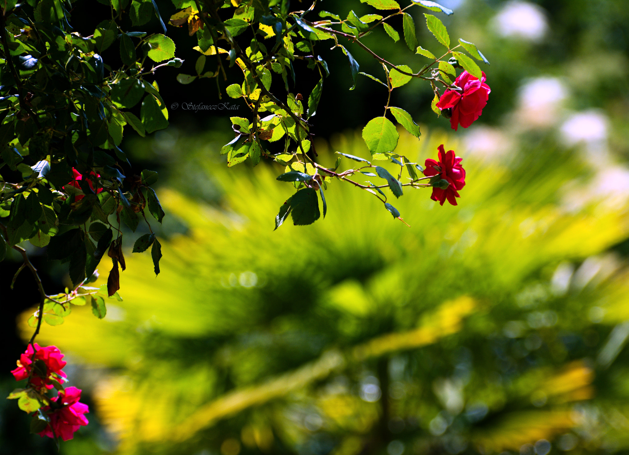 70.00 - 300.00 mm f/4.5 - 5.6 sample photo. Ahol a vadrózsák nyílnak... photography