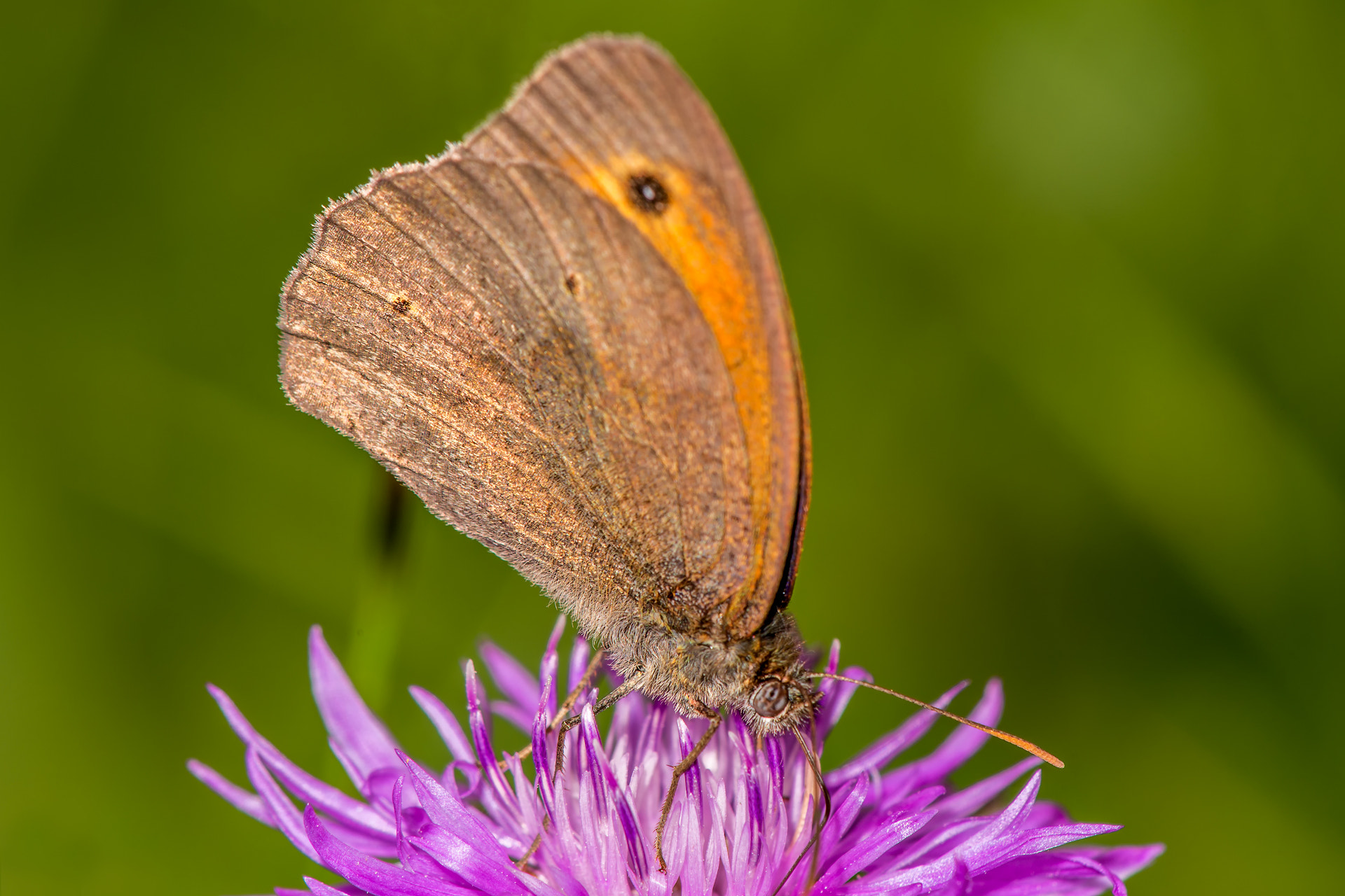 Tamron Lens (255) sample photo. Meadow brown photography