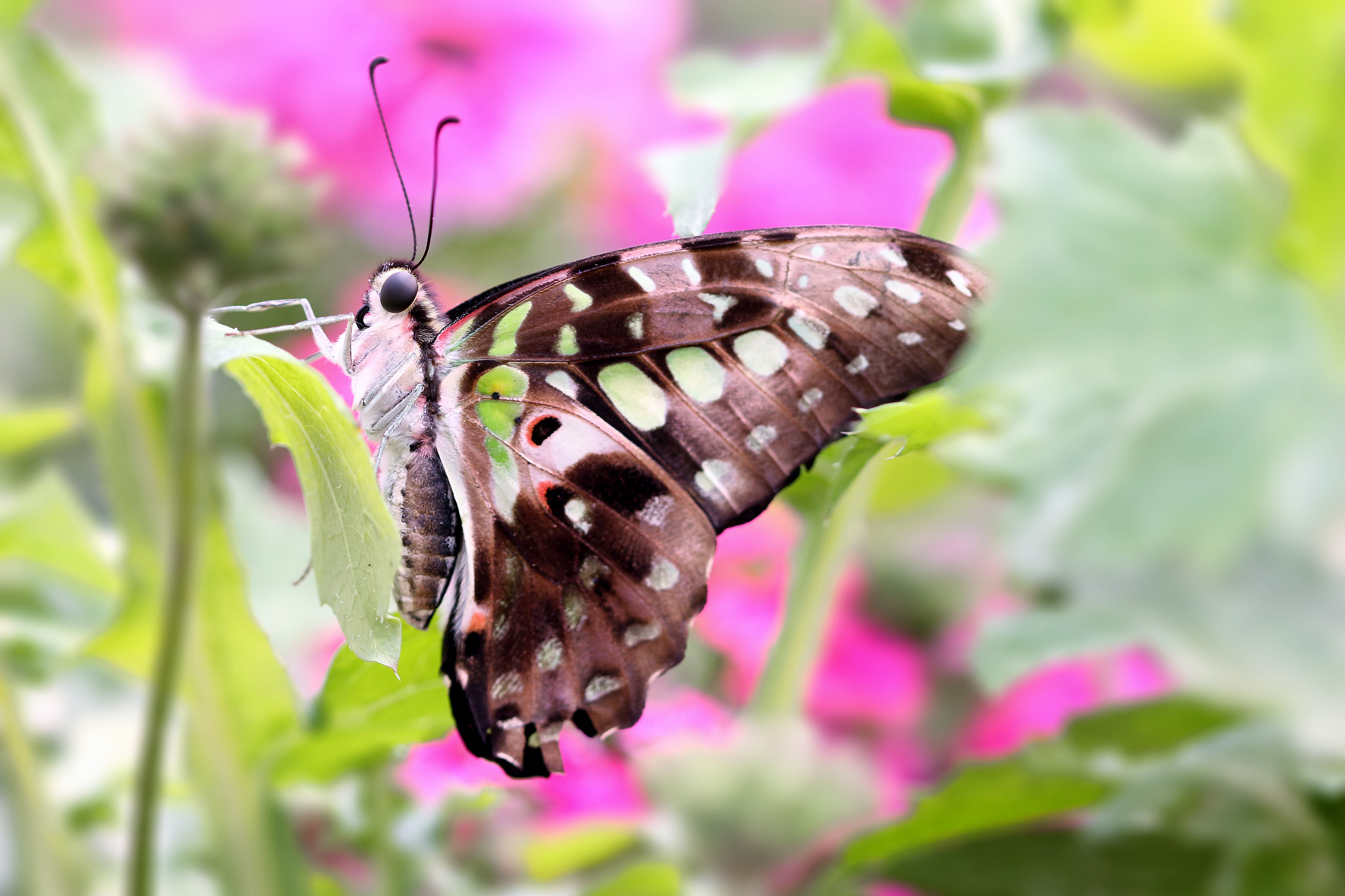Canon EF 100mm F2.8 Macro USM sample photo. Butterfly green love photography