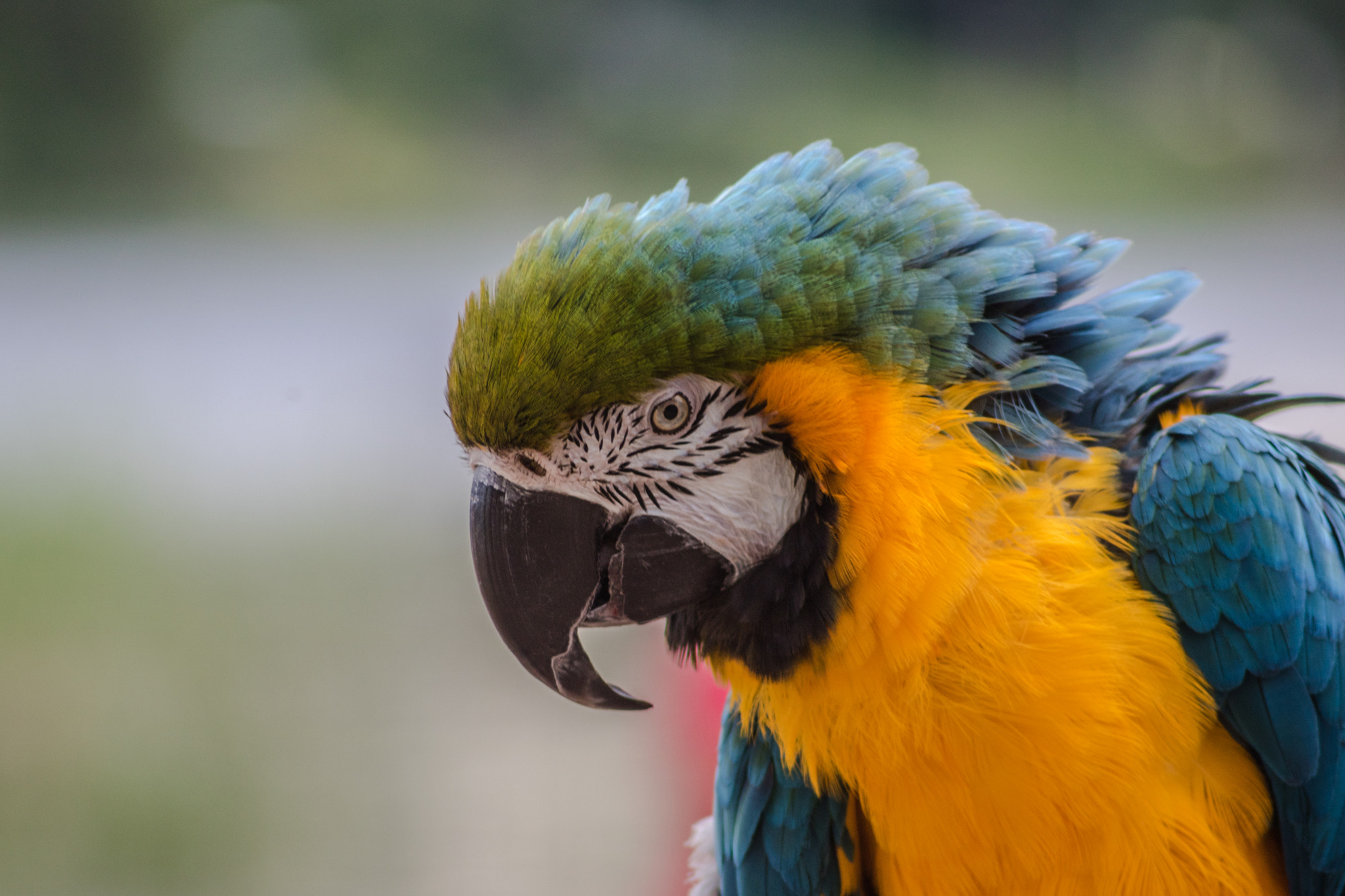 Canon EF 55-200mm F4.5-5.6 II USM sample photo. Parrot photography