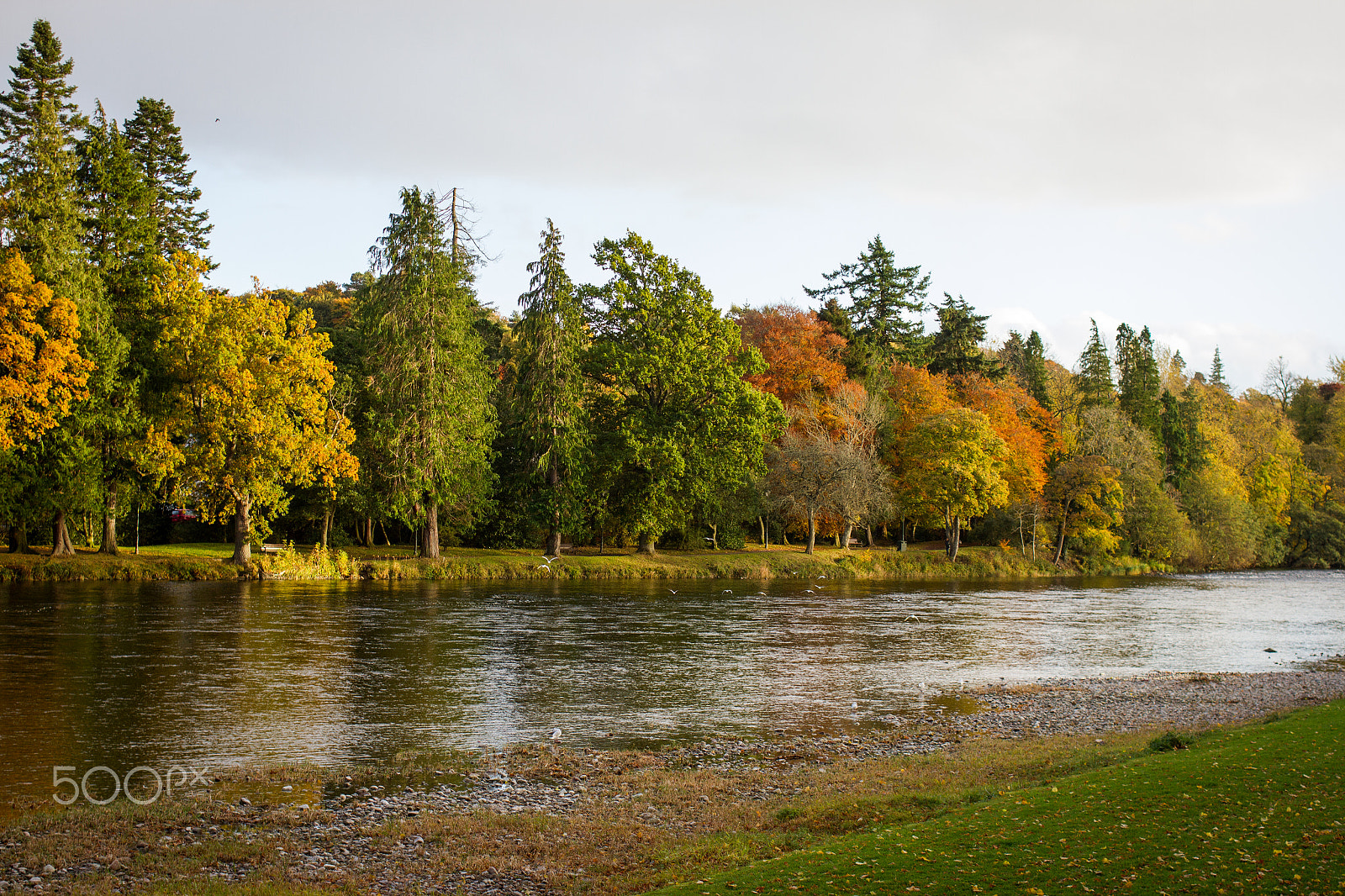 Canon EOS 7D + Canon EF 35mm F2 sample photo. Trees in inverness photography