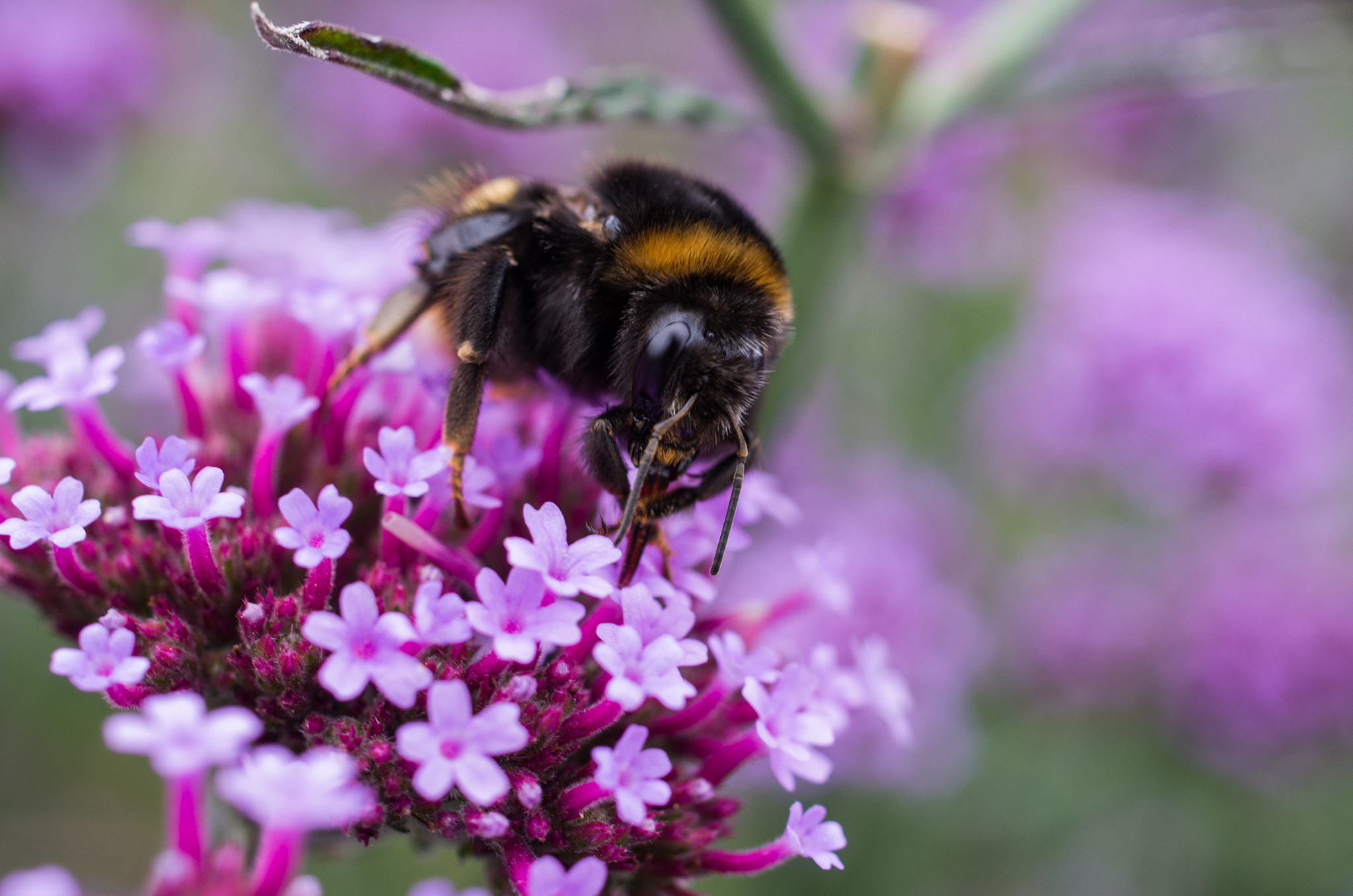 Pentax smc DA 35mm F2.8 Macro Limited sample photo. Bumblebee photography