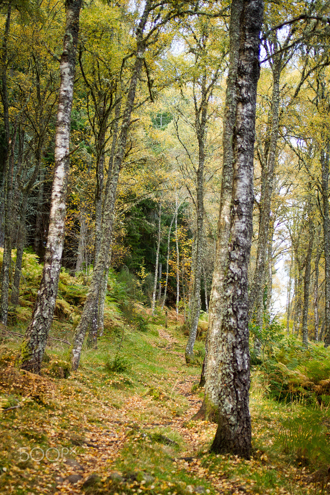 Canon EOS 7D + Canon EF 35mm F2 sample photo. Inverness trail photography