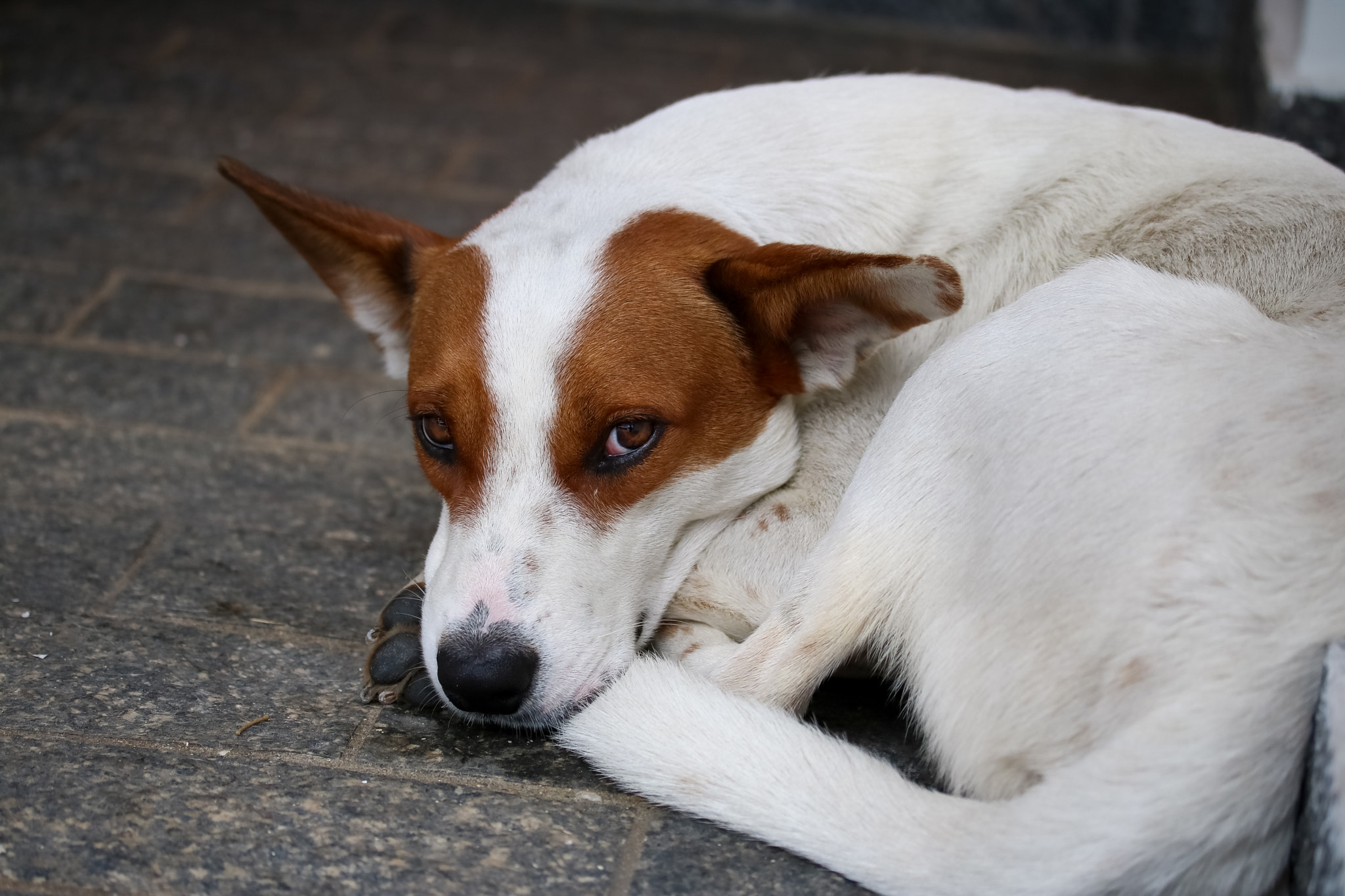 Canon EF-S 60mm F2.8 Macro USM sample photo. Cachorro em guararema photography