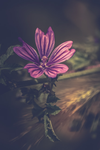 Nikon D7100 + Sigma 70-300mm F4-5.6 DG Macro sample photo. Malva sylvestris photography