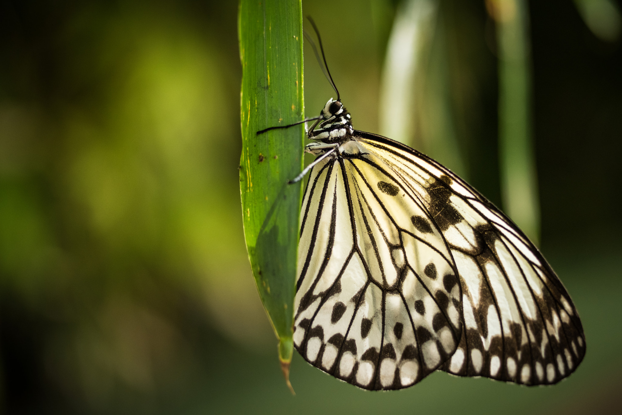 Nikon D810 + AF Micro-Nikkor 55mm f/2.8 sample photo. A touch of still photography
