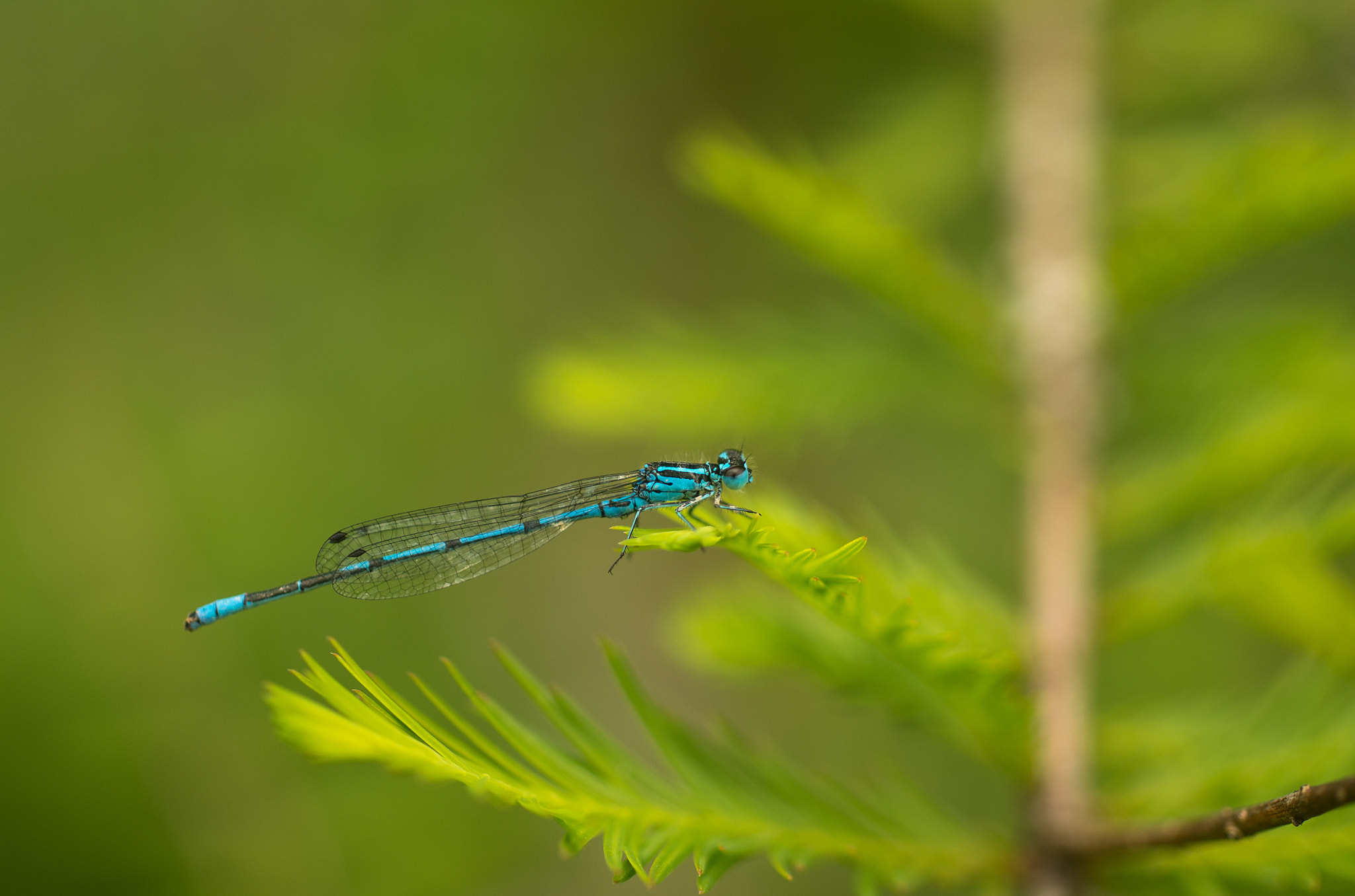 Pentax K-5 II sample photo. Dragonfly photography