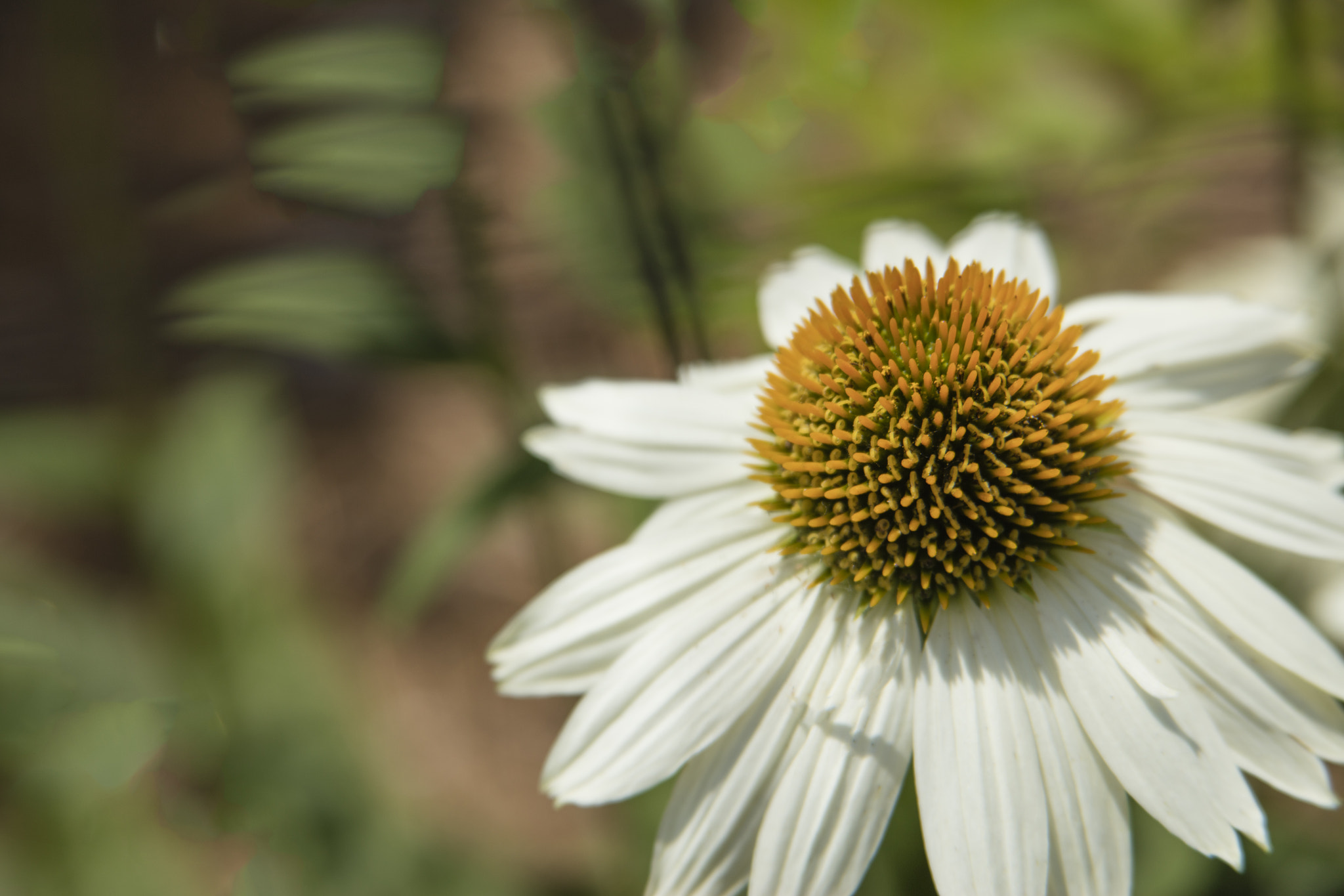 Canon EOS 5DS R + Canon EF 28-200mm F3.5-5.6 USM sample photo. White coneflower photography