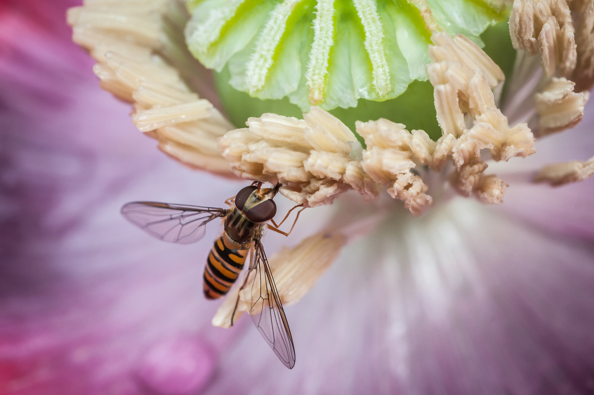 Nikon D300S + Nikon AF Micro-Nikkor 60mm F2.8D sample photo. Syrphidae photography