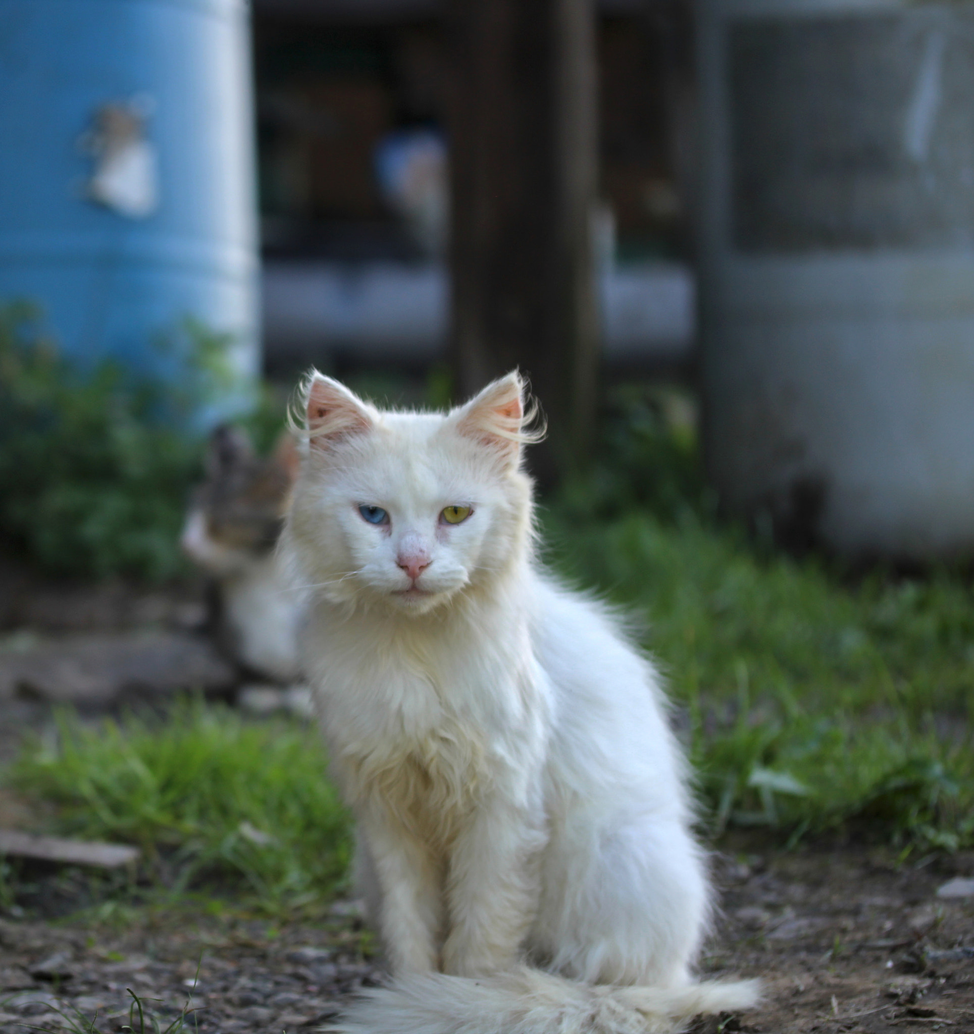 Canon EF-S 60mm F2.8 Macro USM sample photo. Beautiful stray photography