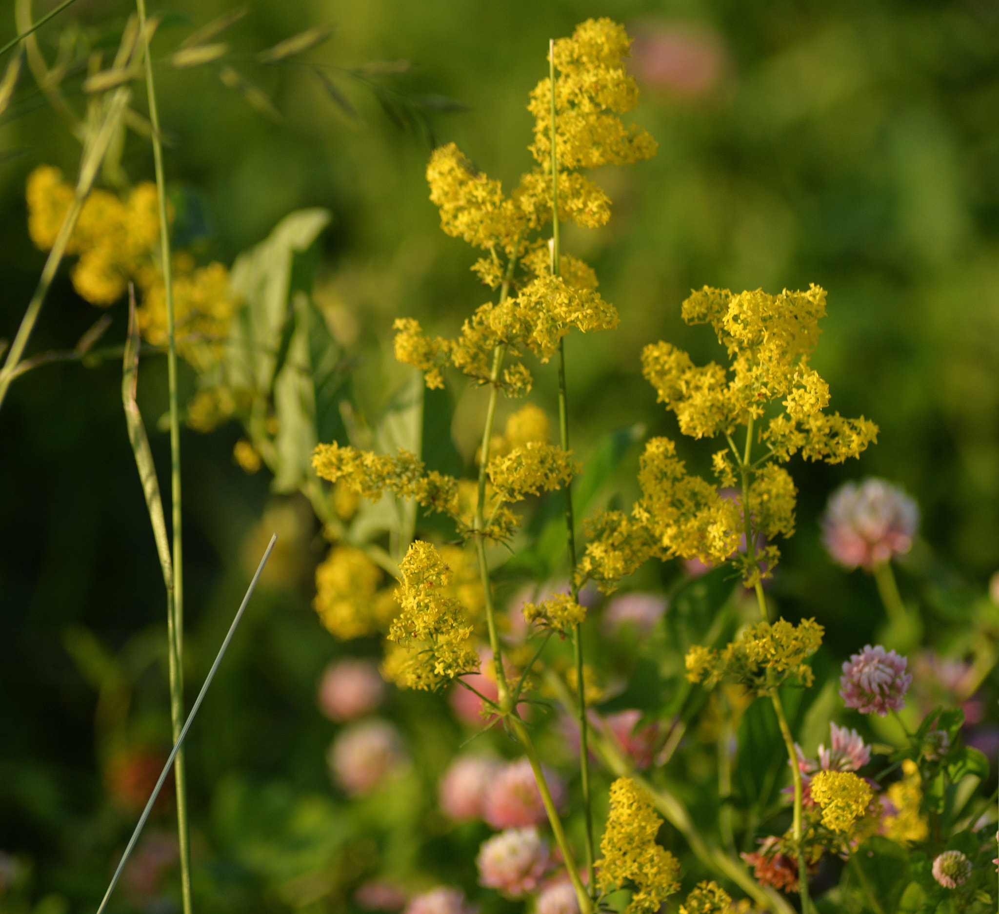 Nikon Df sample photo. полевые цветы photography