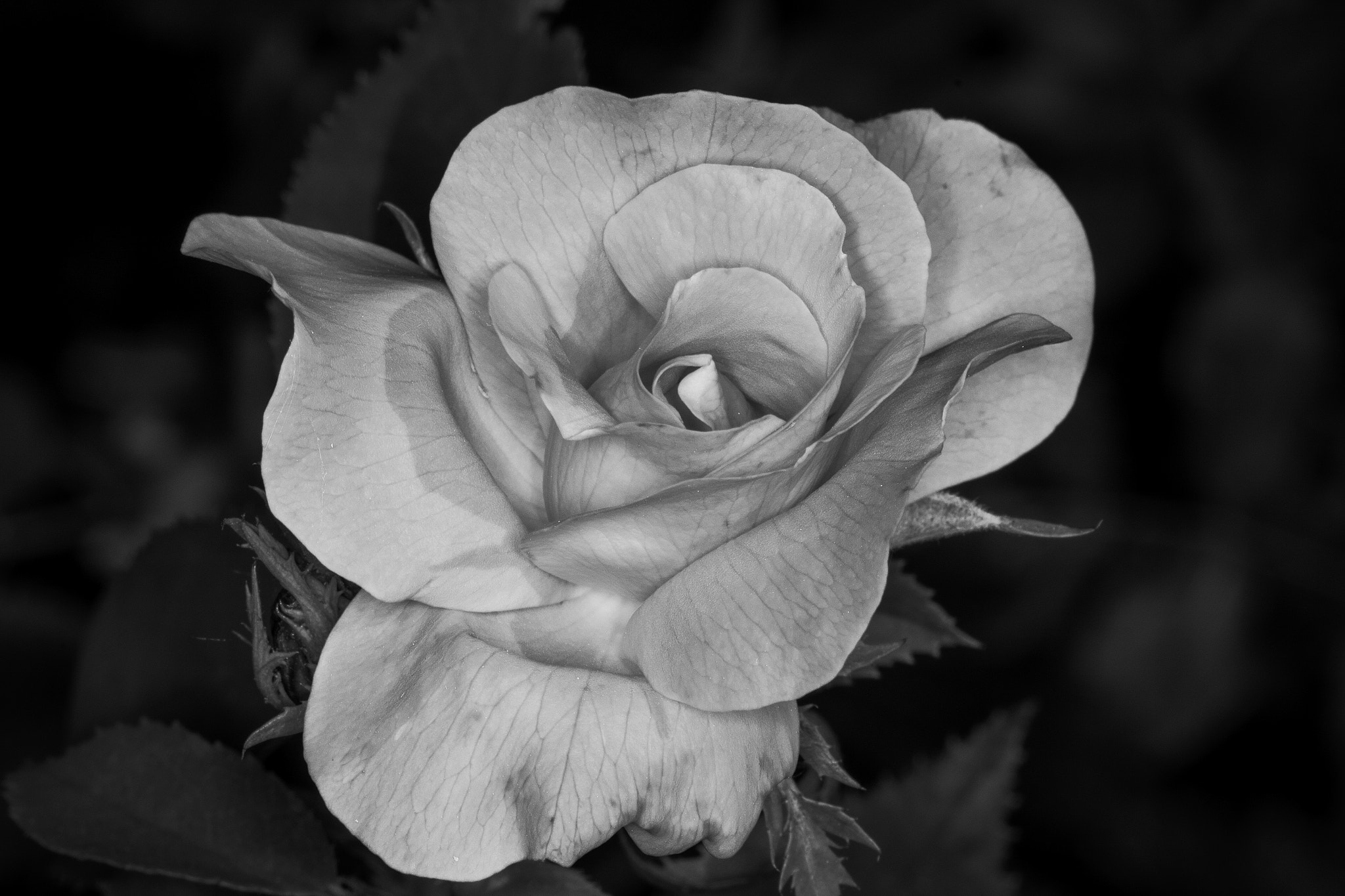 Sigma 105mm F2.8 EX DG Macro sample photo. Rose photography