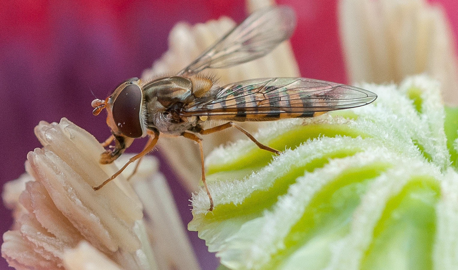 Nikon D300S + Nikon AF Micro-Nikkor 60mm F2.8D sample photo. Syrphidae photography