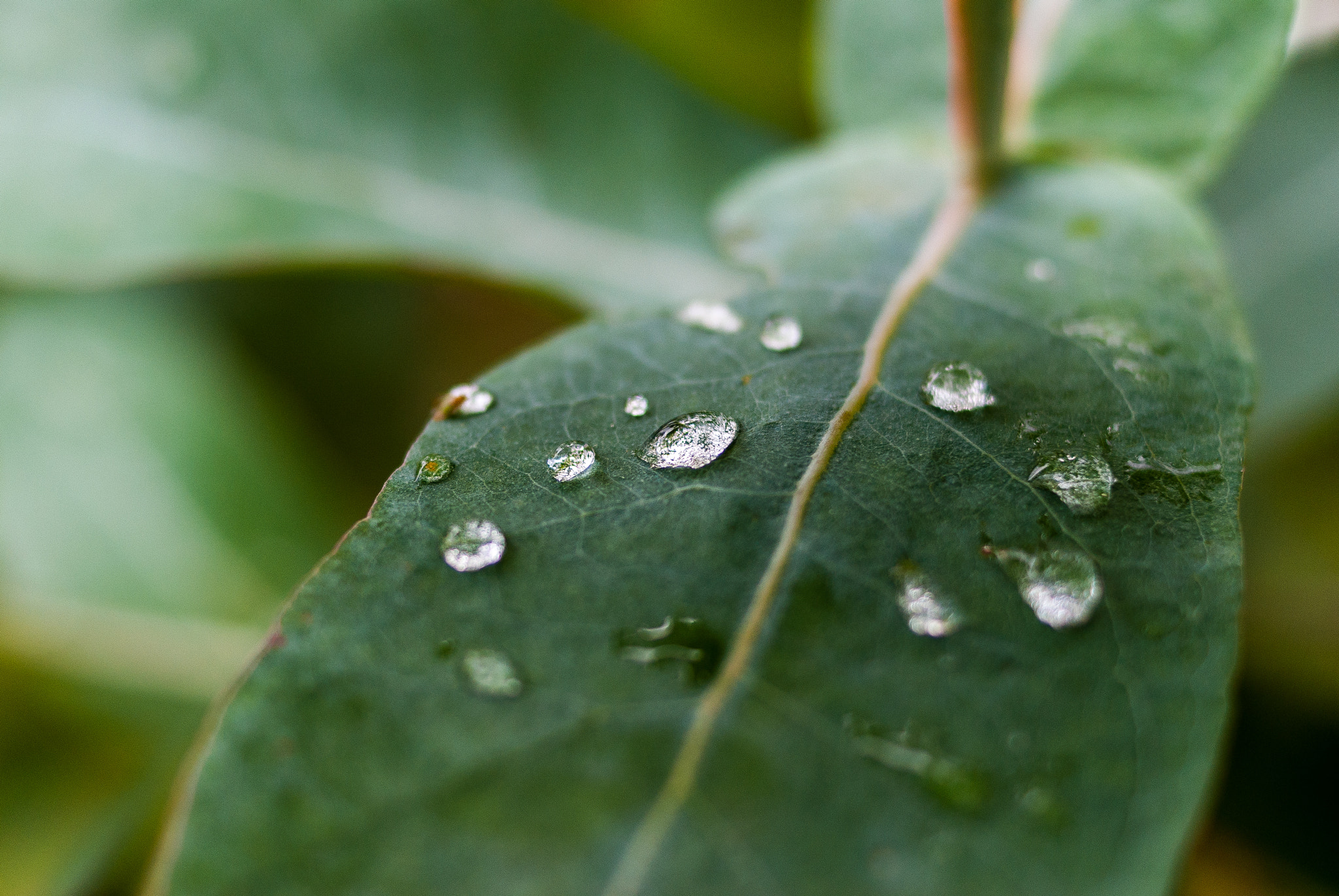 Sony Alpha DSLR-A200 + Sony DT 35mm F1.8 SAM sample photo. Water dome photography