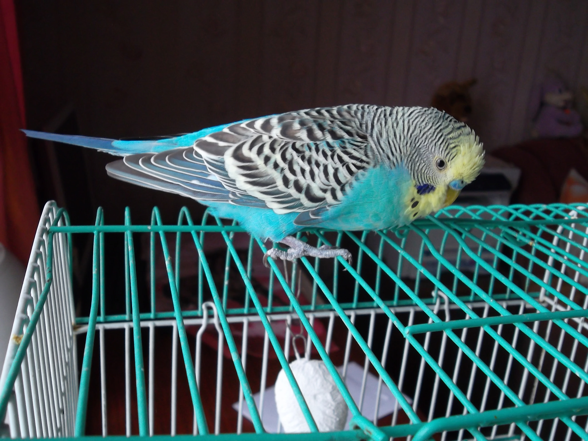 Samsung ST65 sample photo. Budgerigar photography