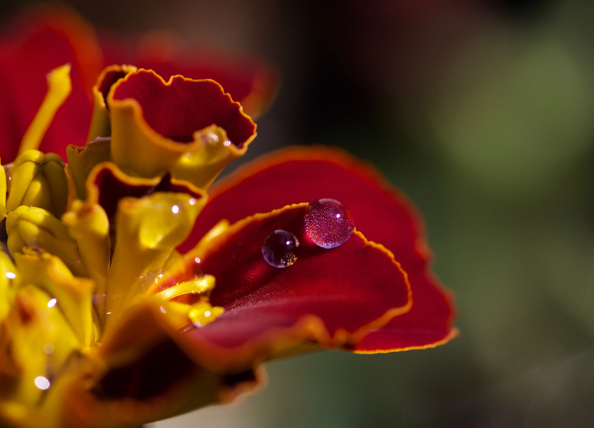 Canon EOS 650D (EOS Rebel T4i / EOS Kiss X6i) + Canon EF 100mm F2.8L Macro IS USM sample photo. Raindrop photography