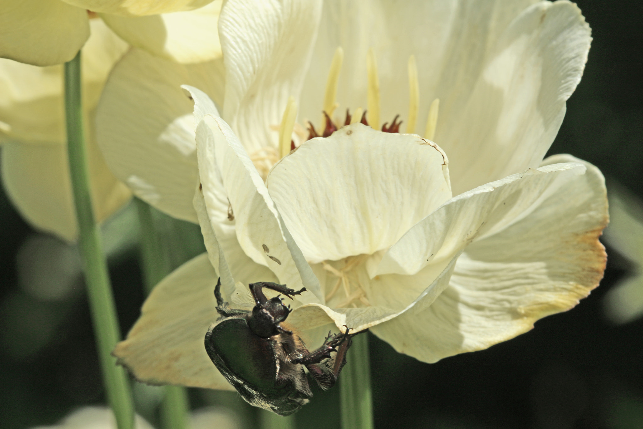 Canon EF 100mm F2.8 Macro USM sample photo. Dark and light photography