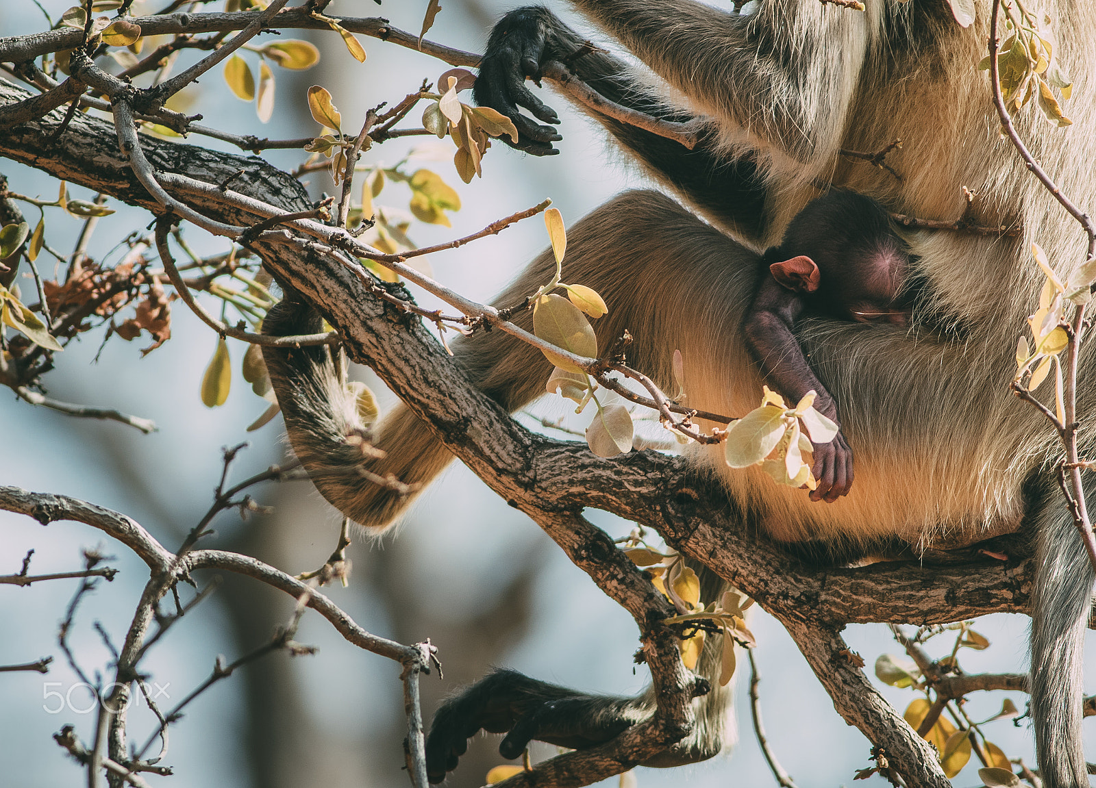 Canon EOS 7D Mark II + Canon EF 400mm F5.6L USM sample photo. The safest place on earth photography