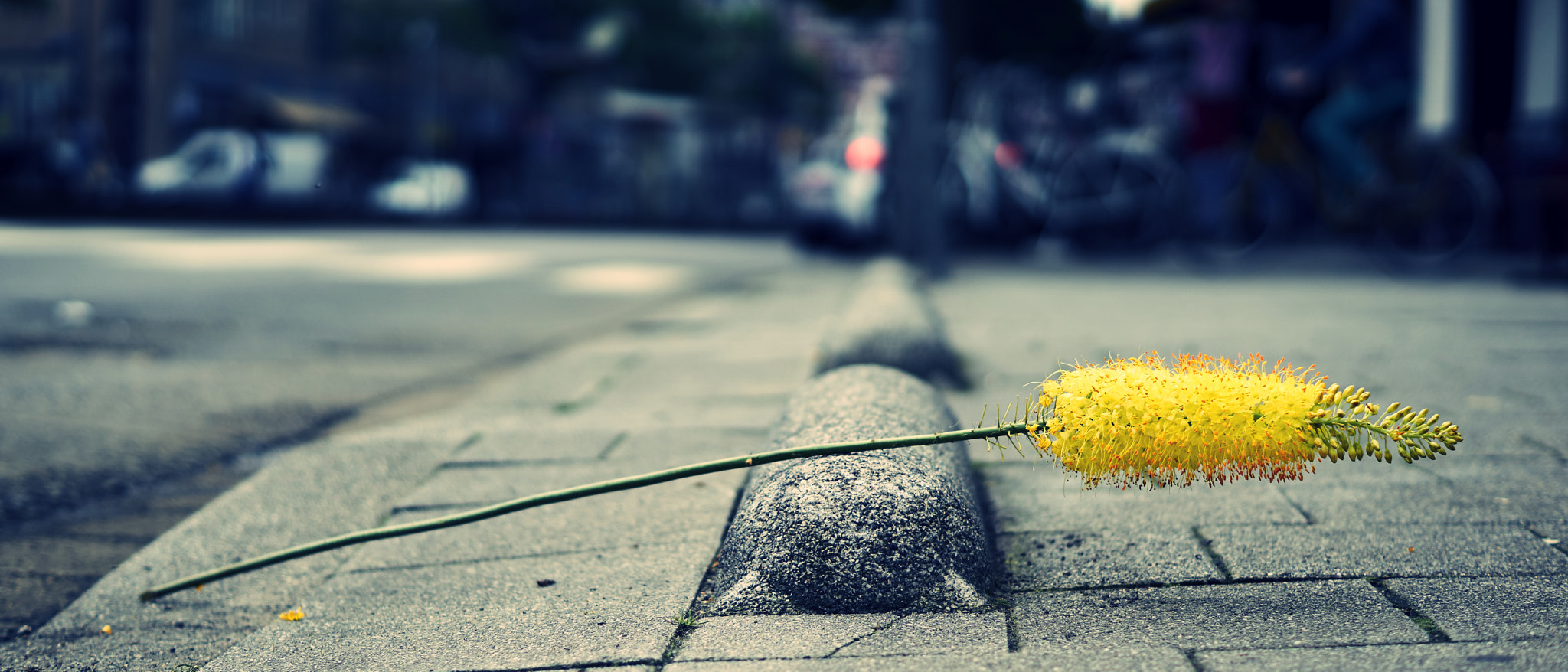 Sony ILCA-77M2 + Sony DT 50mm F1.8 SAM sample photo. Lost yellow flower photography