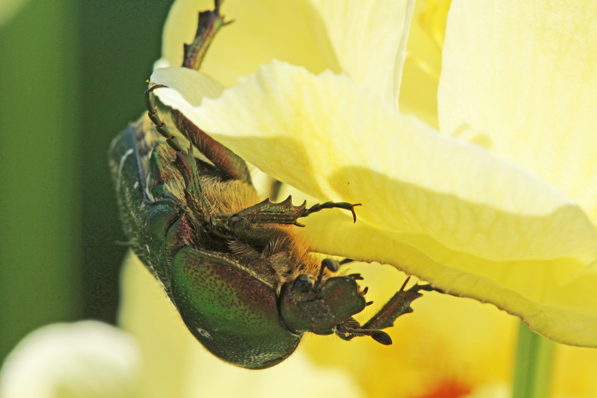 Canon EF 100mm F2.8 Macro USM sample photo. One second in the garden photography