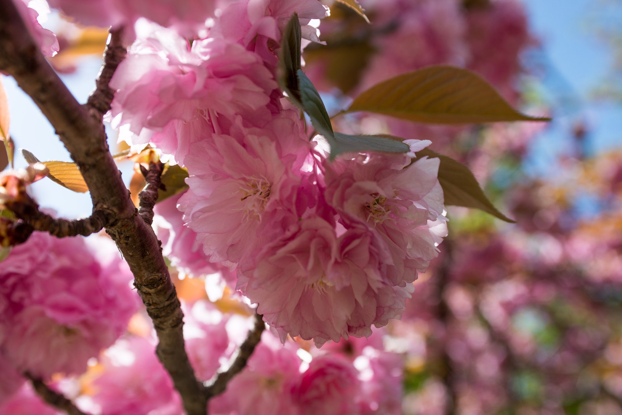 Nikon D800 + AF Zoom-Nikkor 35-70mm f/2.8D sample photo. 20160417-dsc_2147.jpg photography