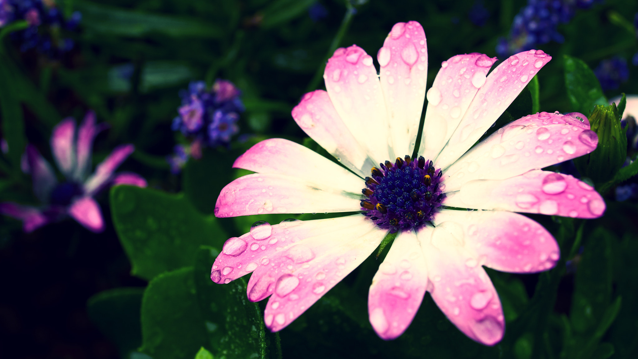 Sony ILCA-77M2 + 24mm F2.8 sample photo. After the rain photography