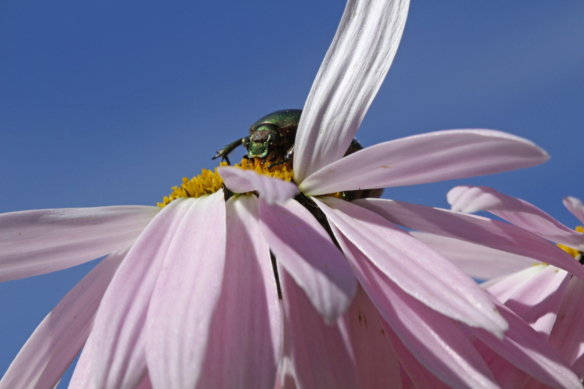 Canon EF 100mm F2.8 Macro USM sample photo. Hungry photography