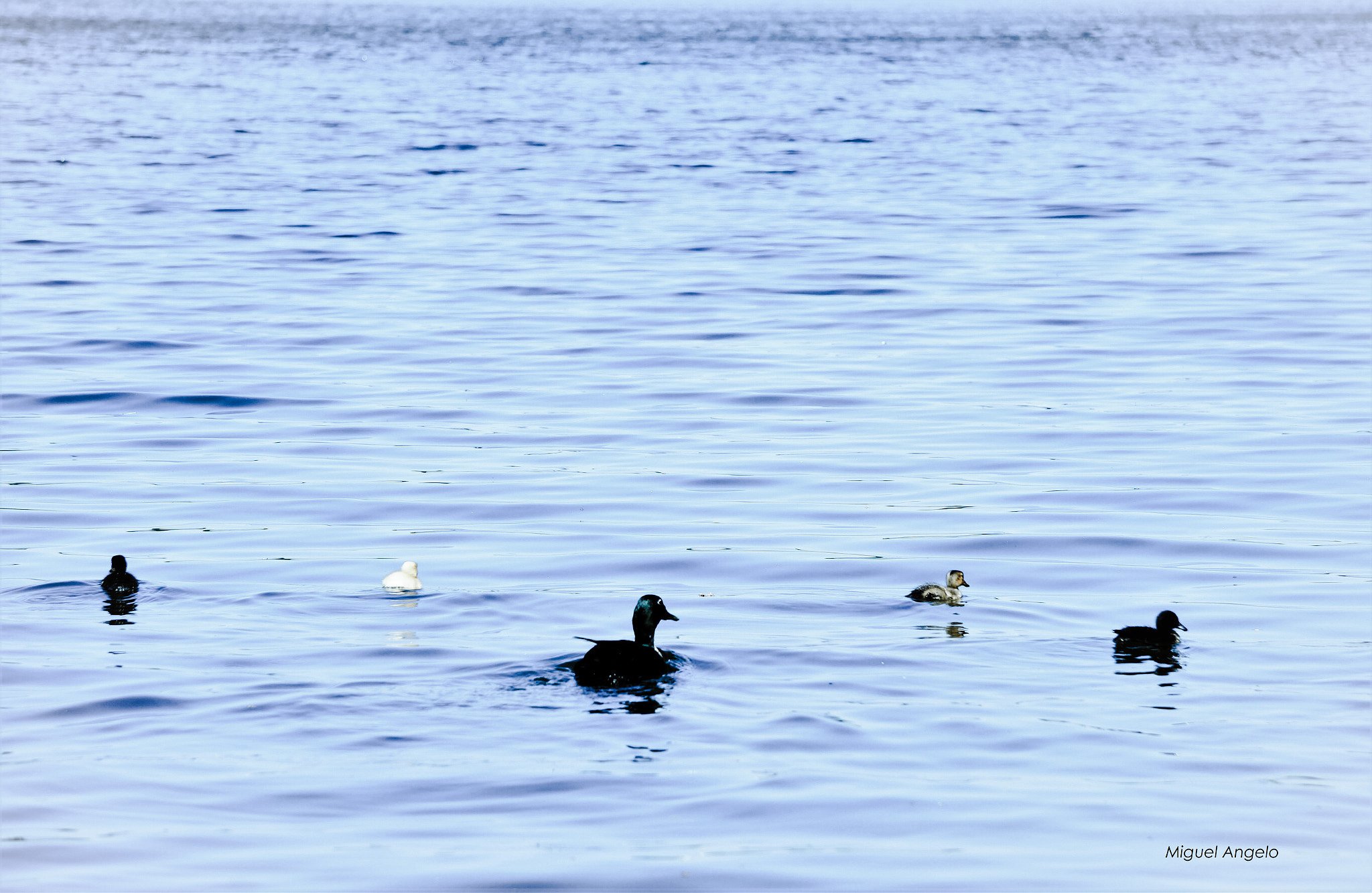 Sony Alpha a3000 sample photo. Happy family photography
