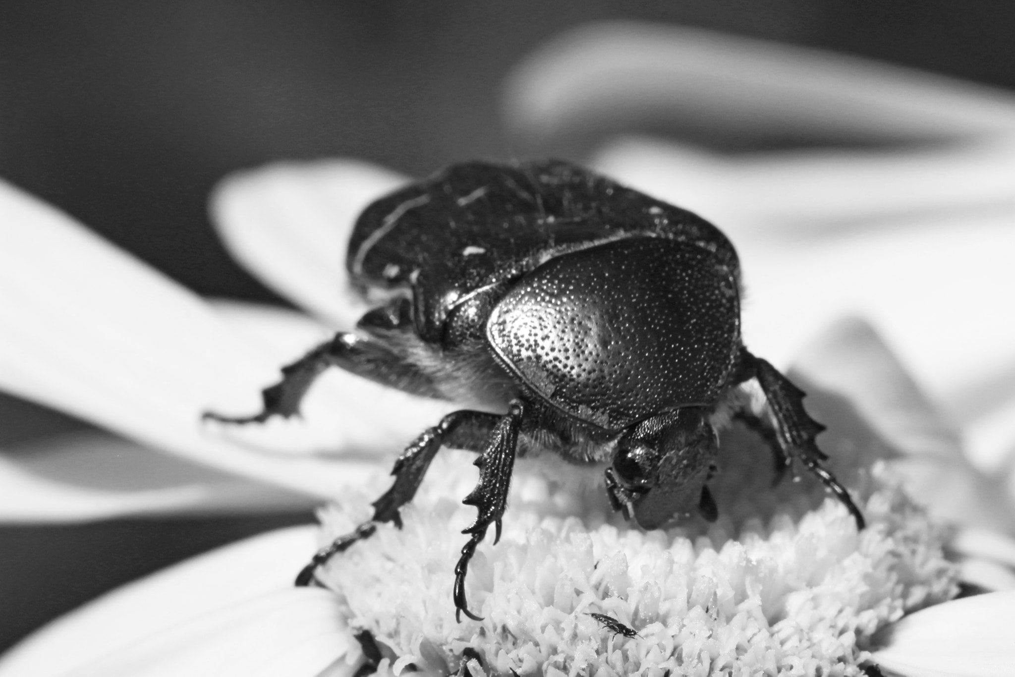 Canon EF 100mm F2.8 Macro USM sample photo. Black and white photography