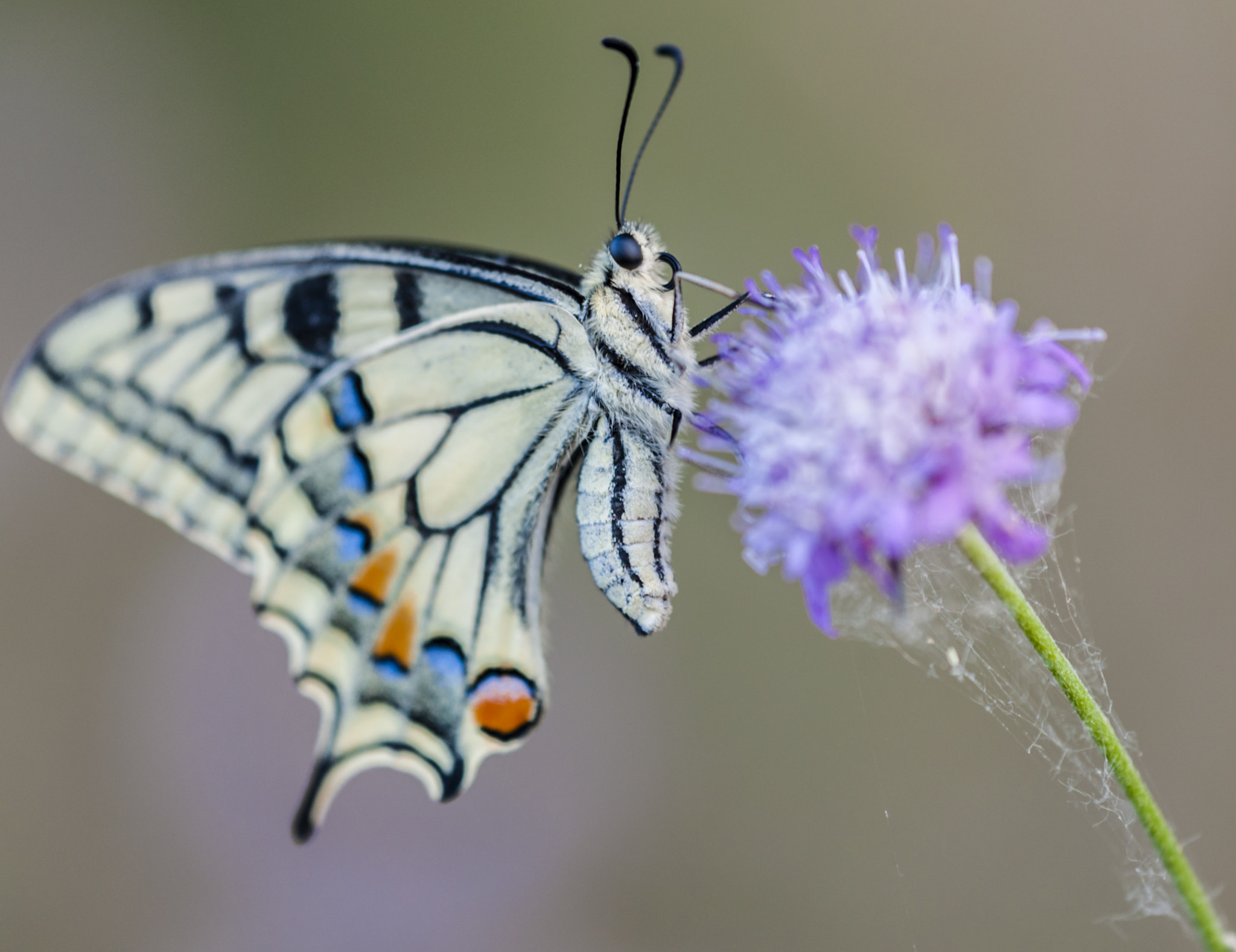 Sigma APO Macro 180mm F3.5 EX DG HSM sample photo. Macaon photography