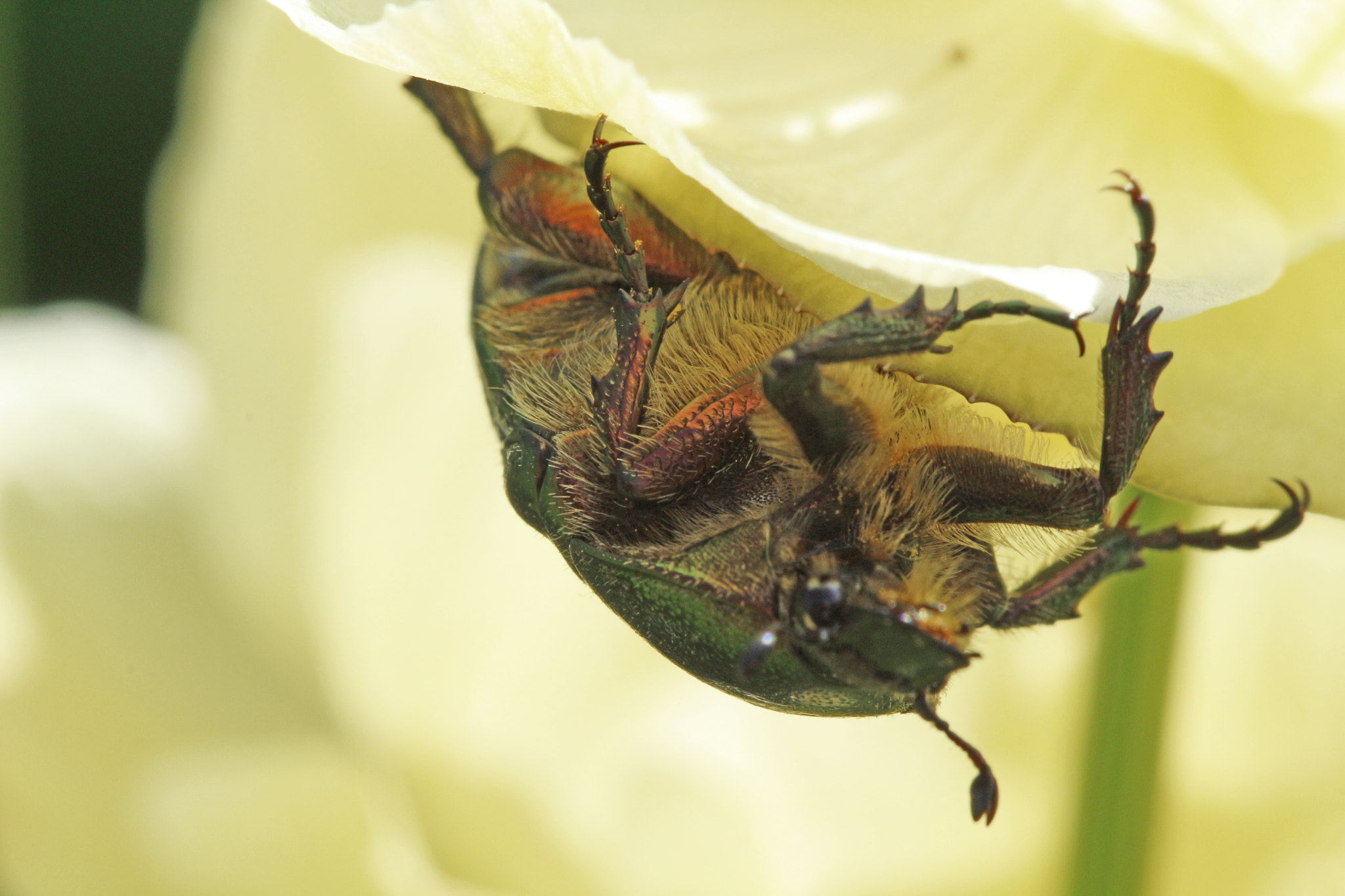 Canon EF 100mm F2.8 Macro USM sample photo. My belly side photography