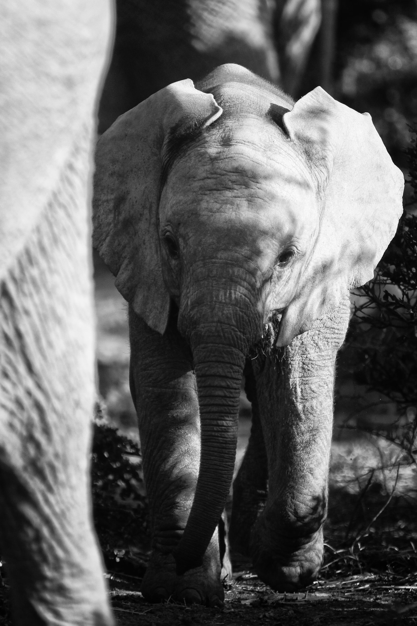 Canon EF 70-200mm F2.8L IS USM sample photo. Little elephant photography