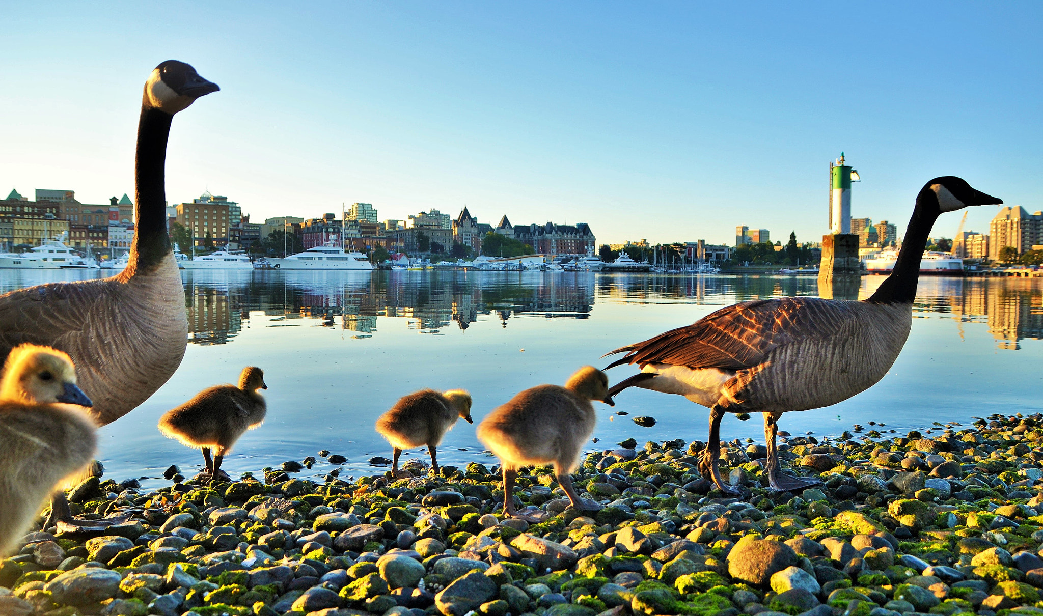 Sigma 17-70mm F2.8-4 DC Macro OS HSM sample photo. Canada geese family stroll photography