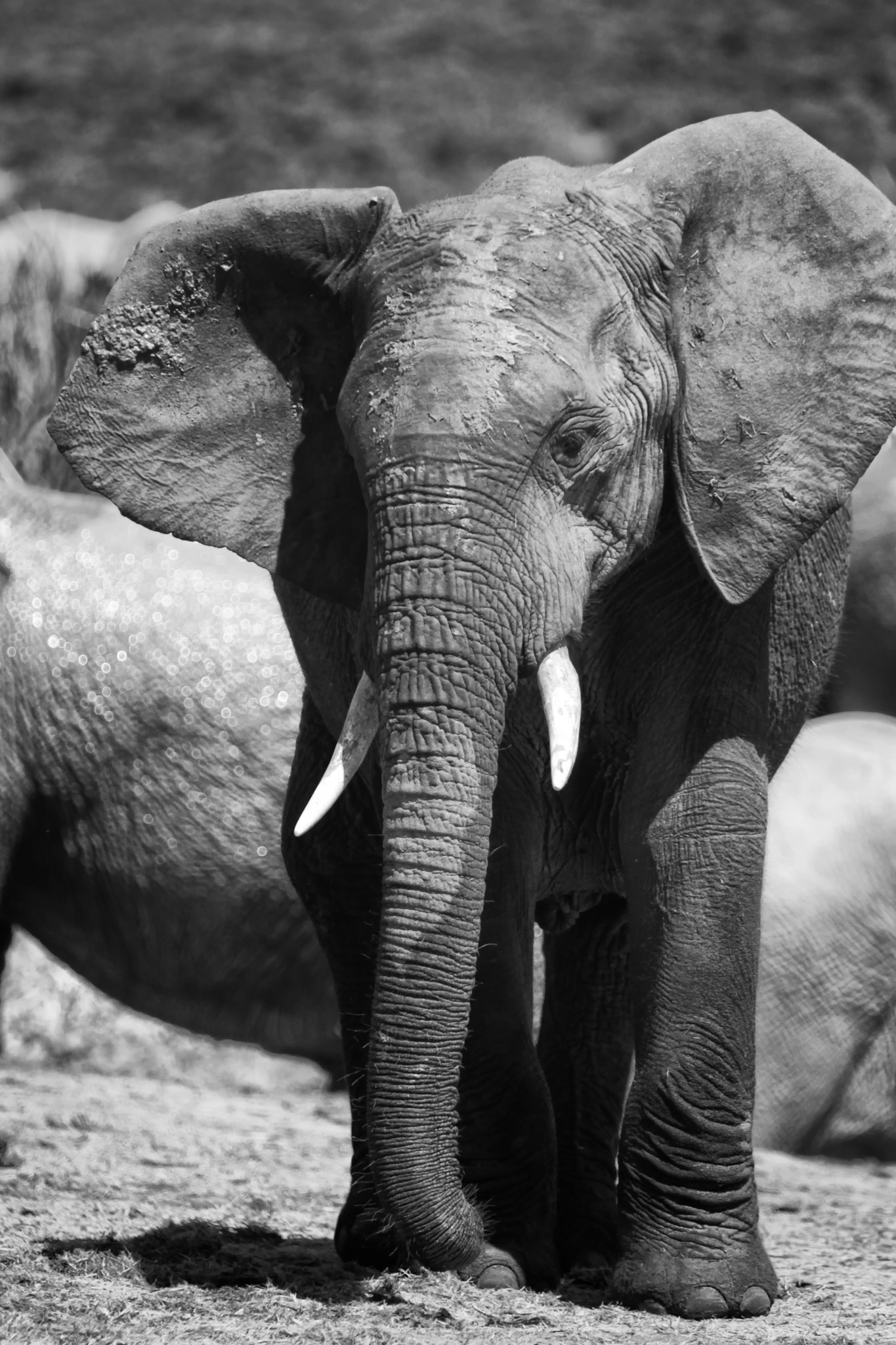 Canon EOS 50D + Canon EF 70-200mm F2.8L IS USM sample photo. Elephant photography