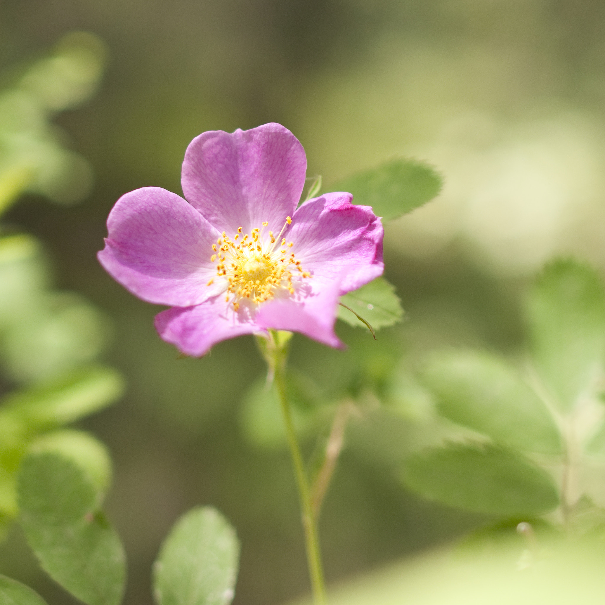 Nikon D90 + Nikon AF-S Nikkor 28mm F1.8G sample photo. Wild rose photography