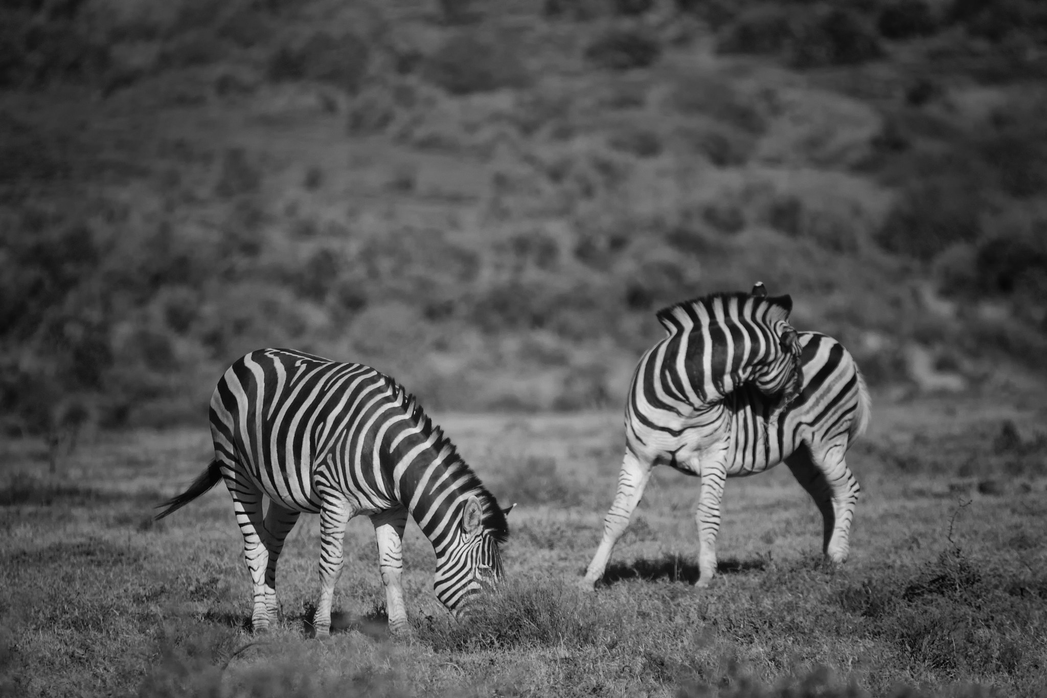 Canon EF 70-200mm F2.8L IS USM sample photo. "the white stripes" photography