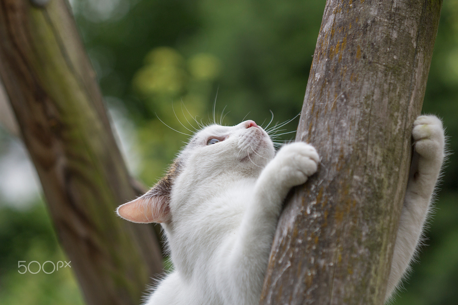 Canon EF 100mm F2.8 Macro USM sample photo. Katze klettert photography