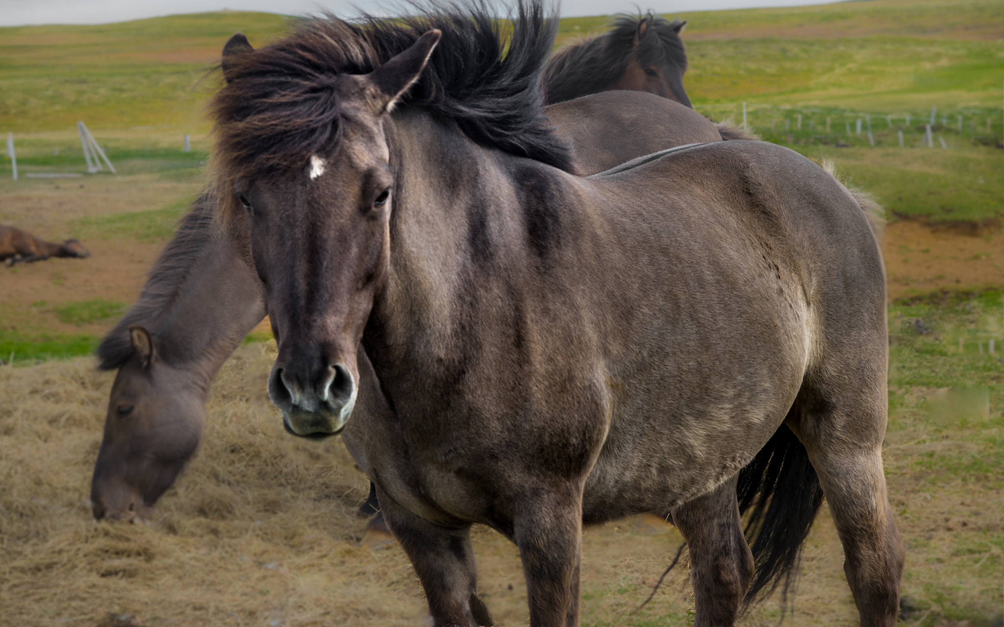 Leica APO-Summicron-M 90mm F2 ASPH sample photo. Iceland: the north - icelandic horses - a promise is a promise :-))) photography