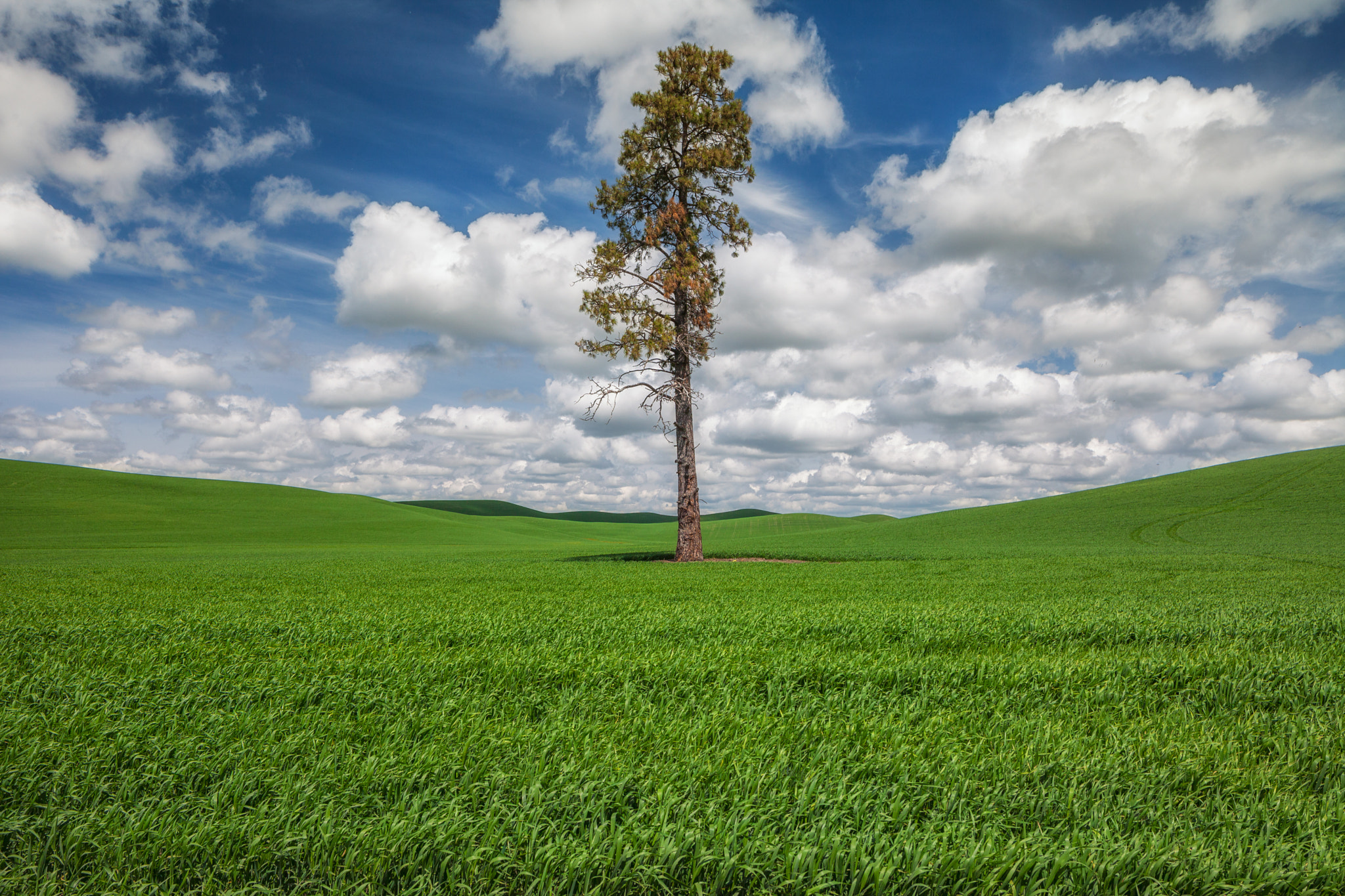 Canon EOS 5D Mark II + Canon TS-E 24.0mm f/3.5 L II sample photo. Lone tree palouse backroads photography