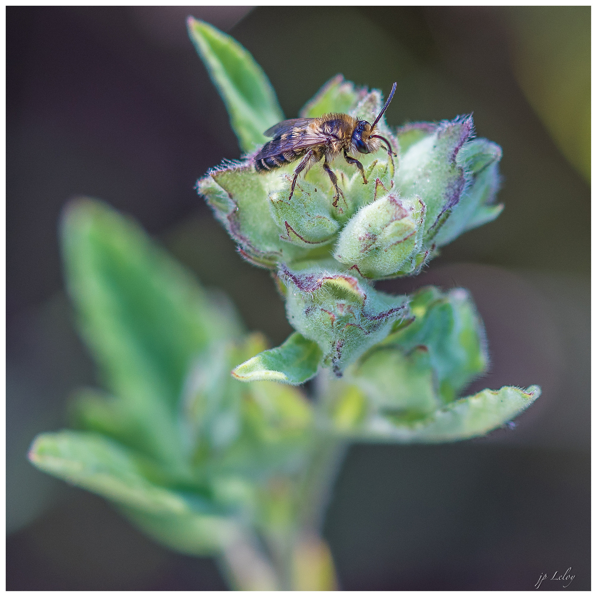 Sony ILCA-77M2 + 105mm F2.8 sample photo. Abeille photography