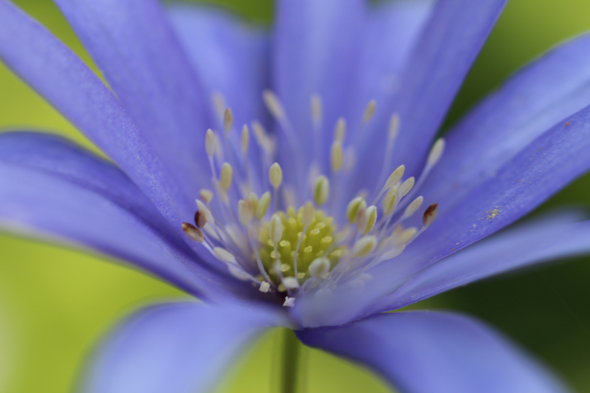 Canon EOS 700D (EOS Rebel T5i / EOS Kiss X7i) + Canon EF 100mm F2.8 Macro USM sample photo. Rays of flower photography