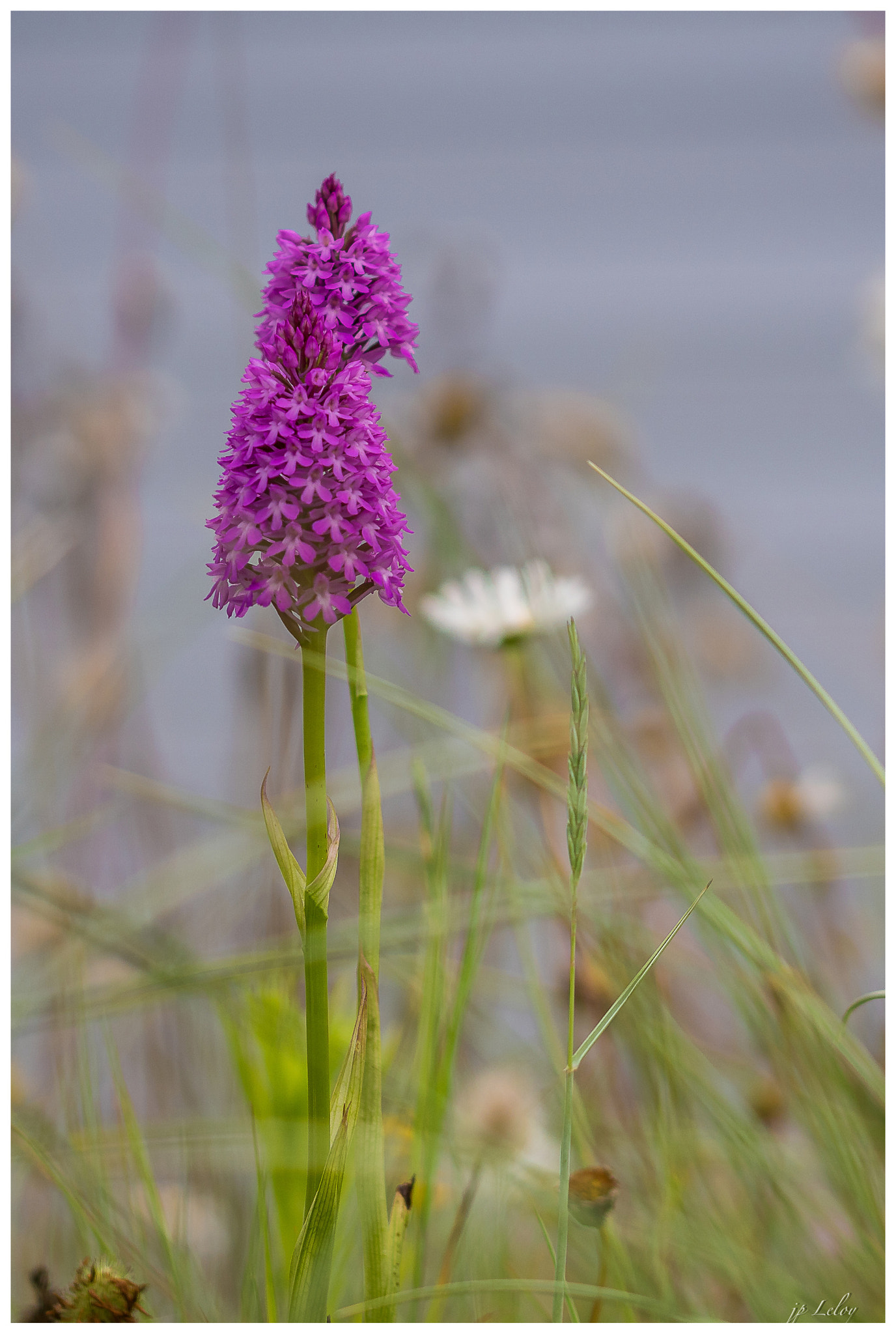 Sony ILCA-77M2 + 105mm F2.8 sample photo. Cone photography