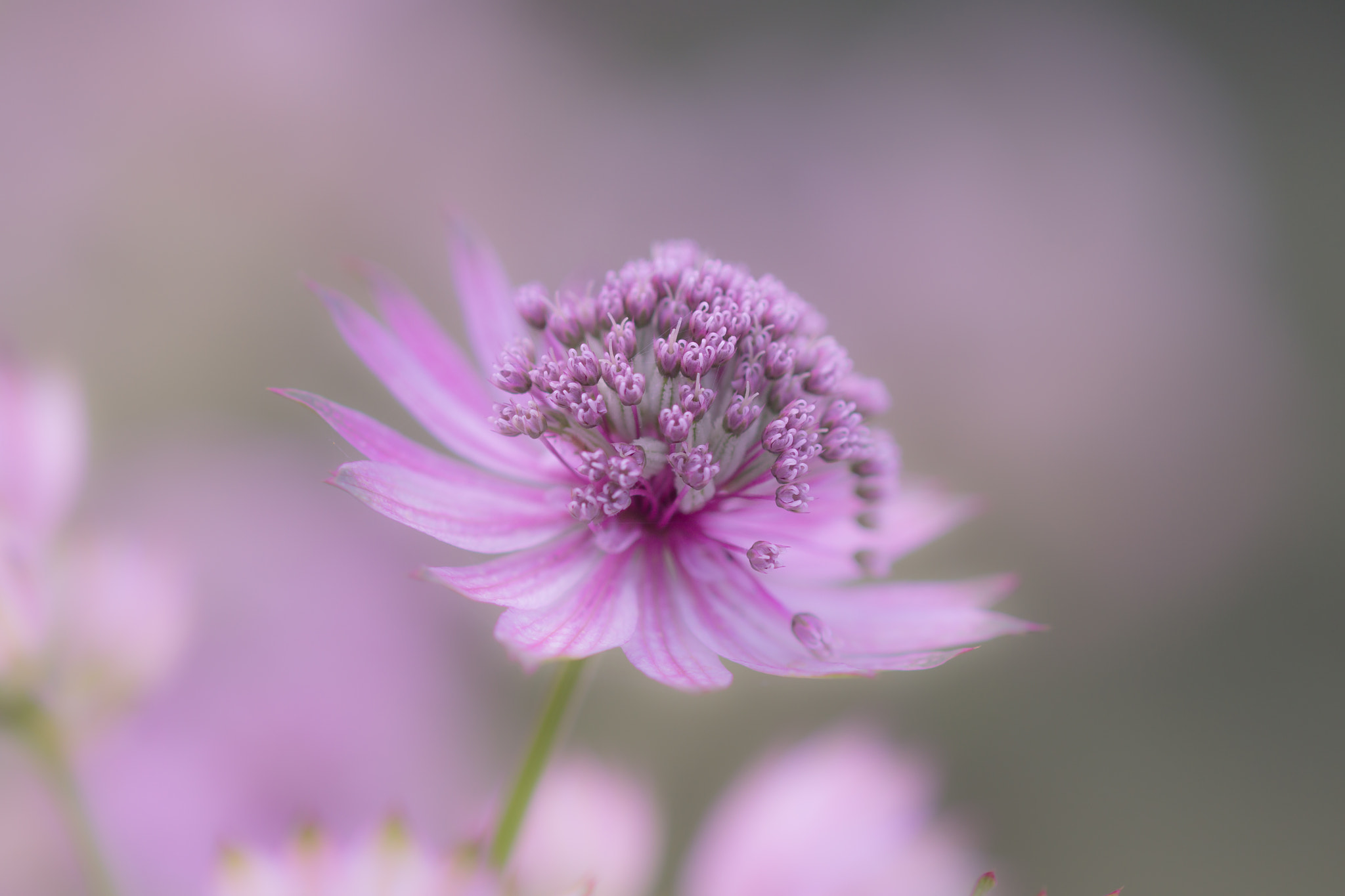 Sony SLT-A77 + Sony 100mm F2.8 Macro sample photo. Astrantia. photography