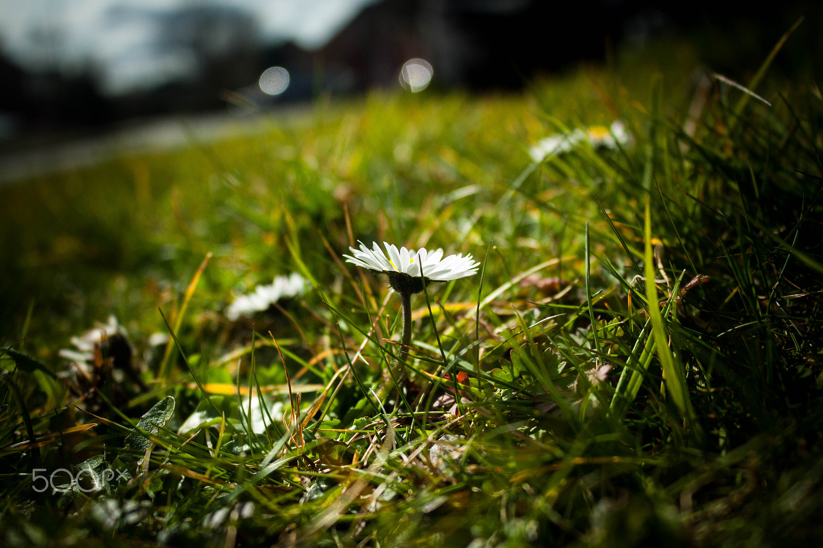 Canon EOS 500D (EOS Rebel T1i / EOS Kiss X3) sample photo. Daisy photography