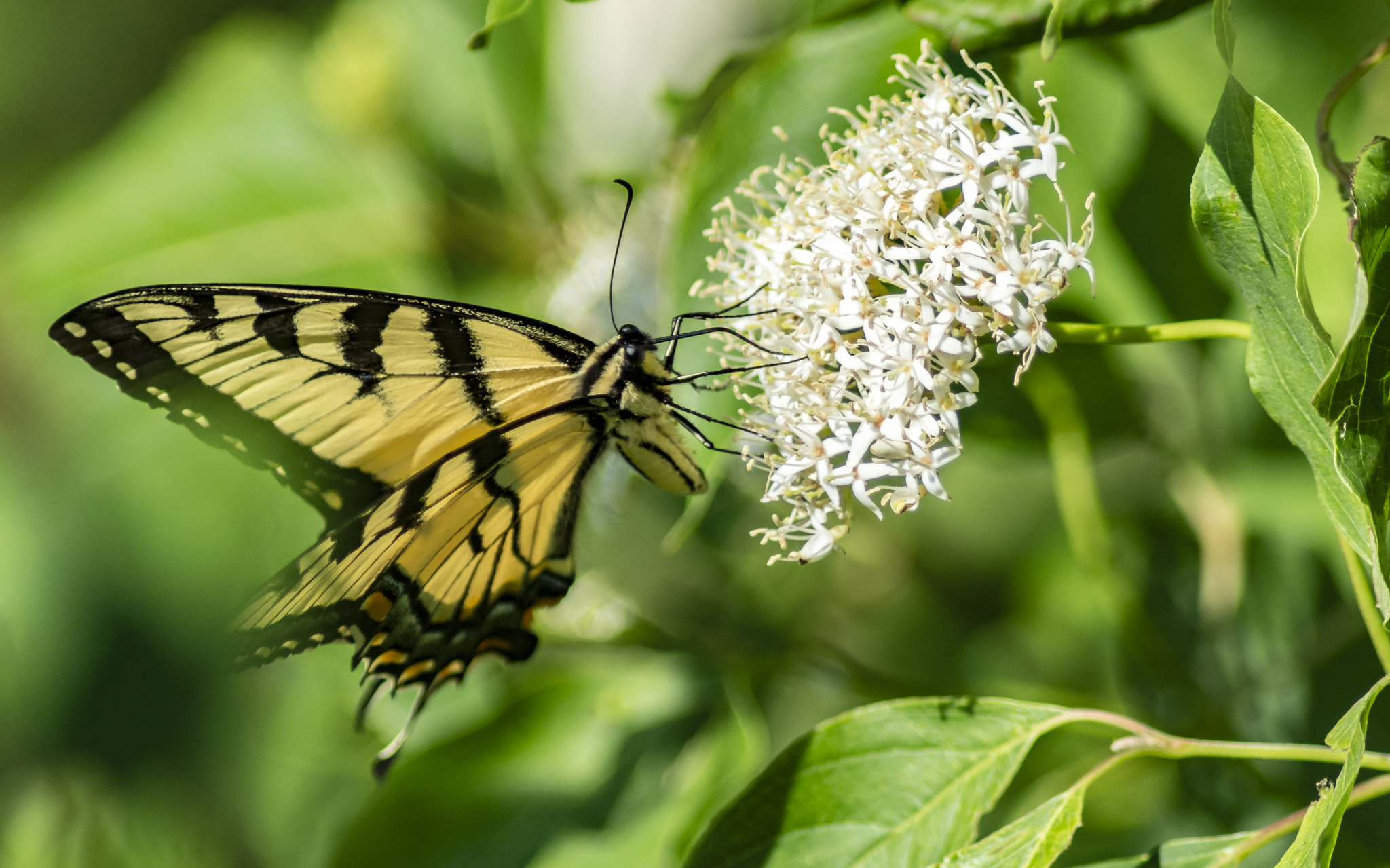 AF Nikkor 300mm f/4 IF-ED sample photo. Yellow butterfly ii photography