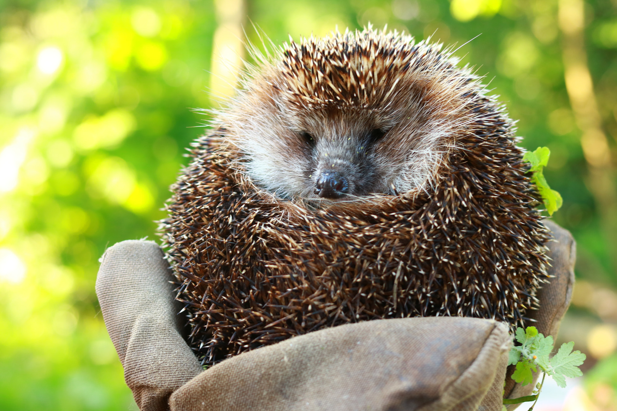 Canon EOS 760D (EOS Rebel T6s / EOS 8000D) + Canon EF 40mm F2.8 STM sample photo. Hedgehog photography