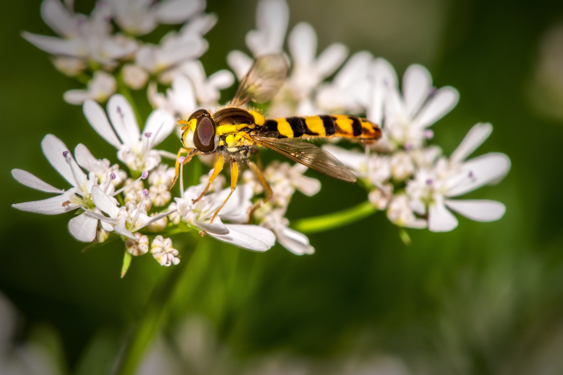 Sony a99 II + Tamron Lens (255) sample photo. Small hover fly photography